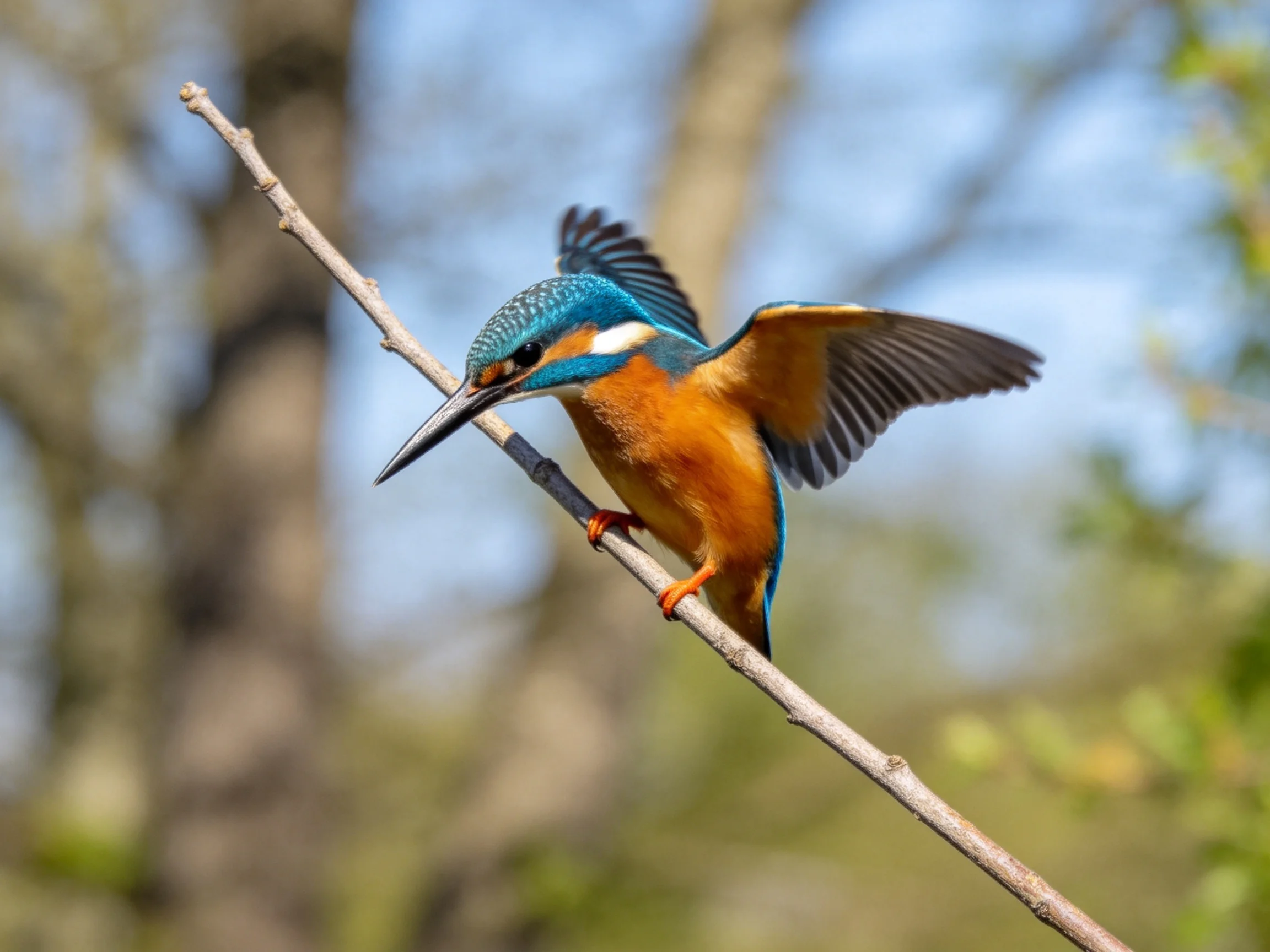 A blue and orange kingfisher perched on a thin branch
