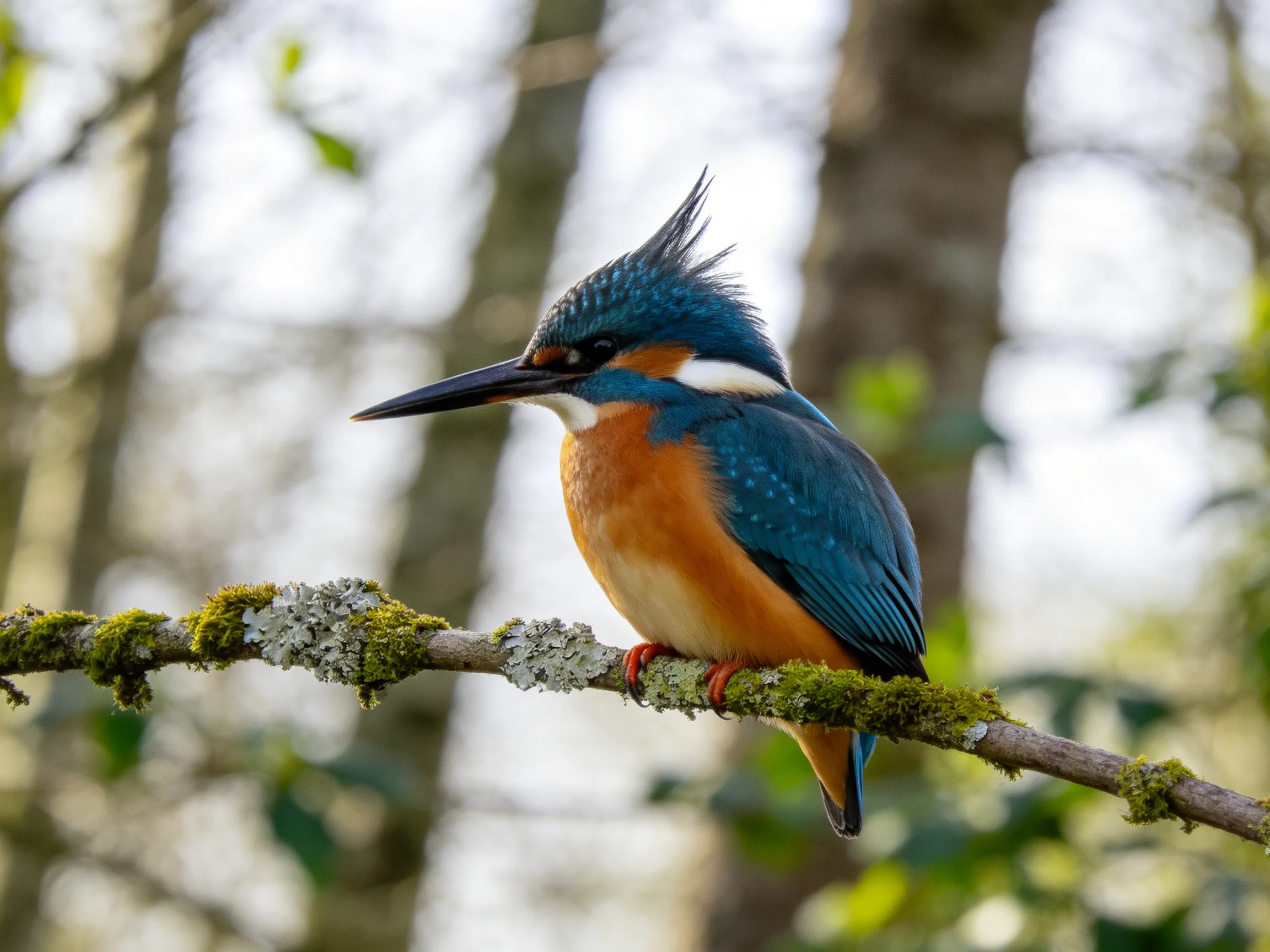 A blue and orange kingfisher with raised crest perches on a mossy branch
