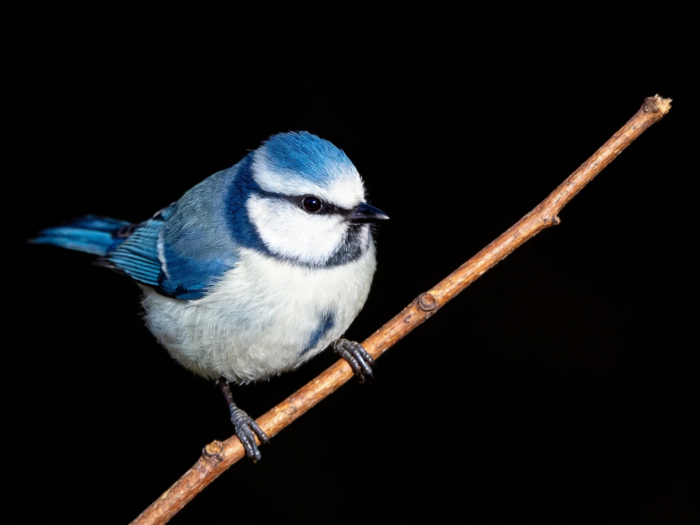 A blue and white bird perched on a slender brown branch