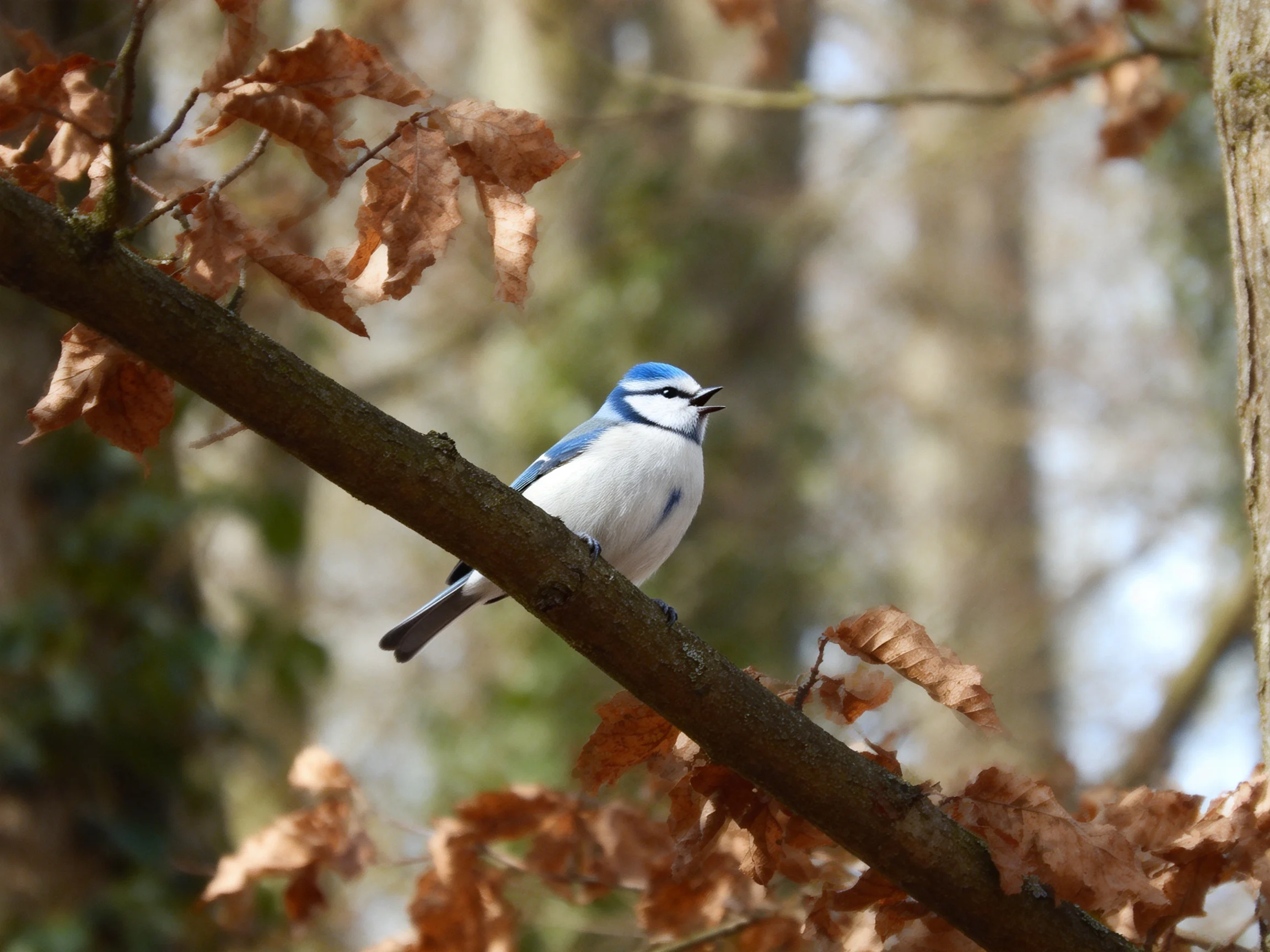 A blue - and - white bird perches on a branch with autumn leaves