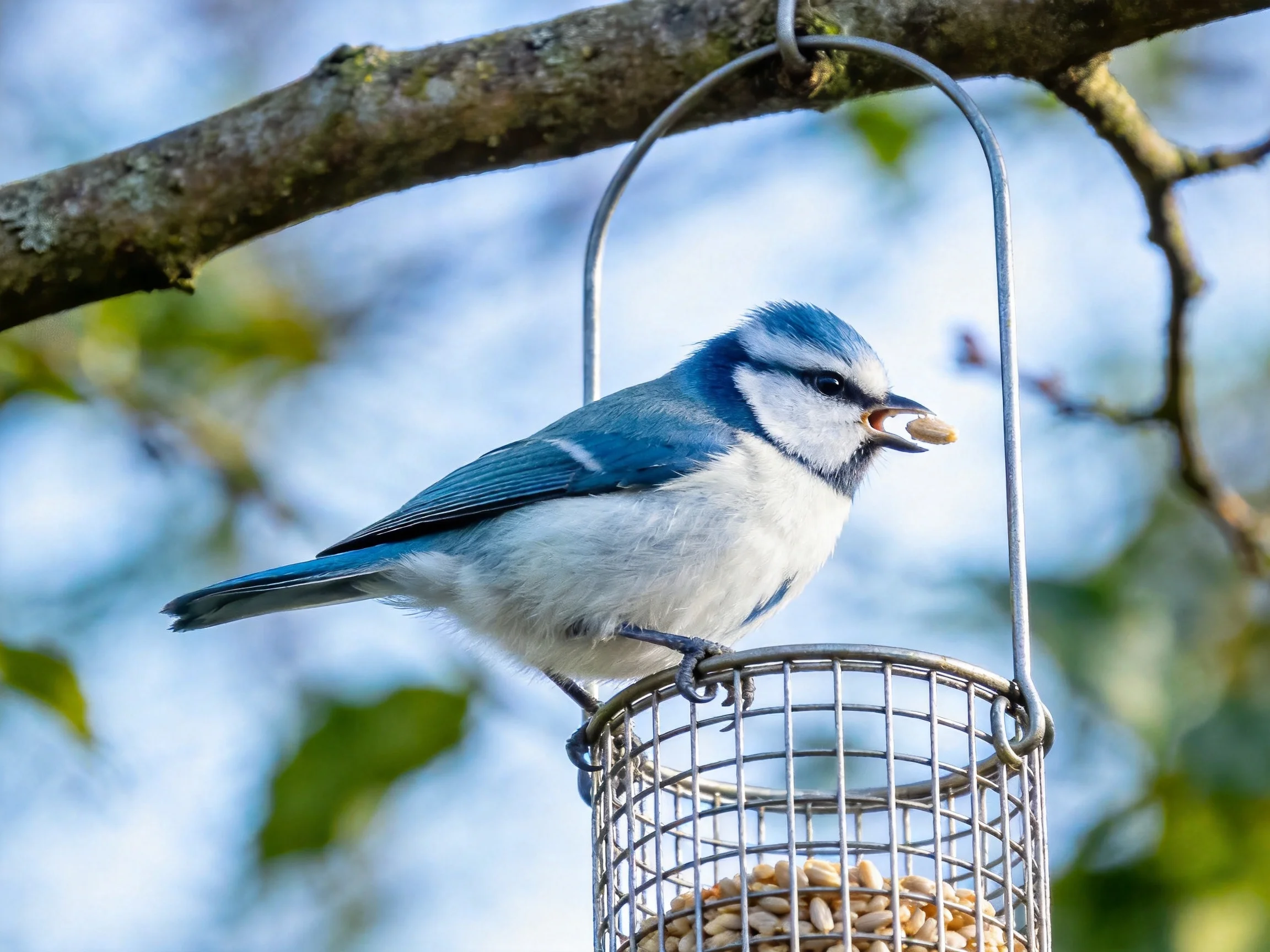 A blue - and - white bird perches on a metal bird feeder near a tree branch