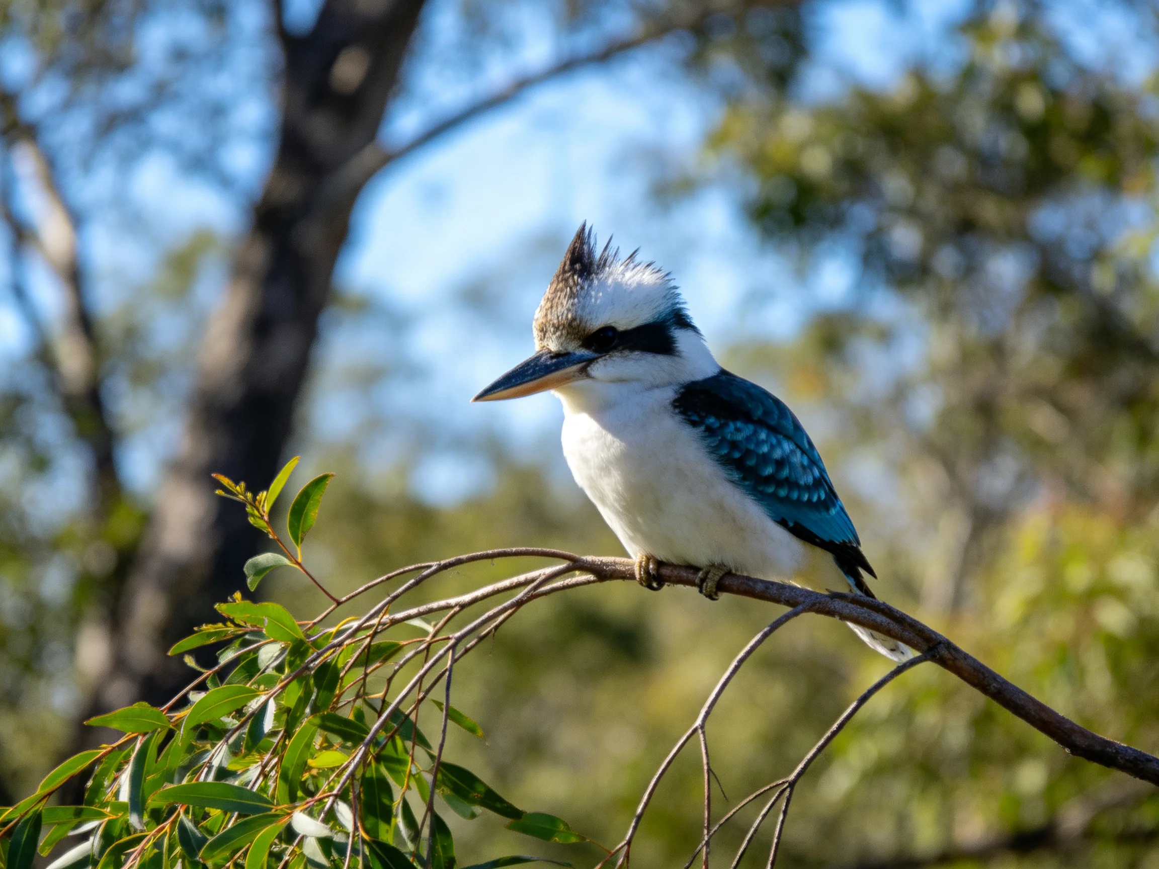 A blue-and-white kingfisher perched on a leafy branch