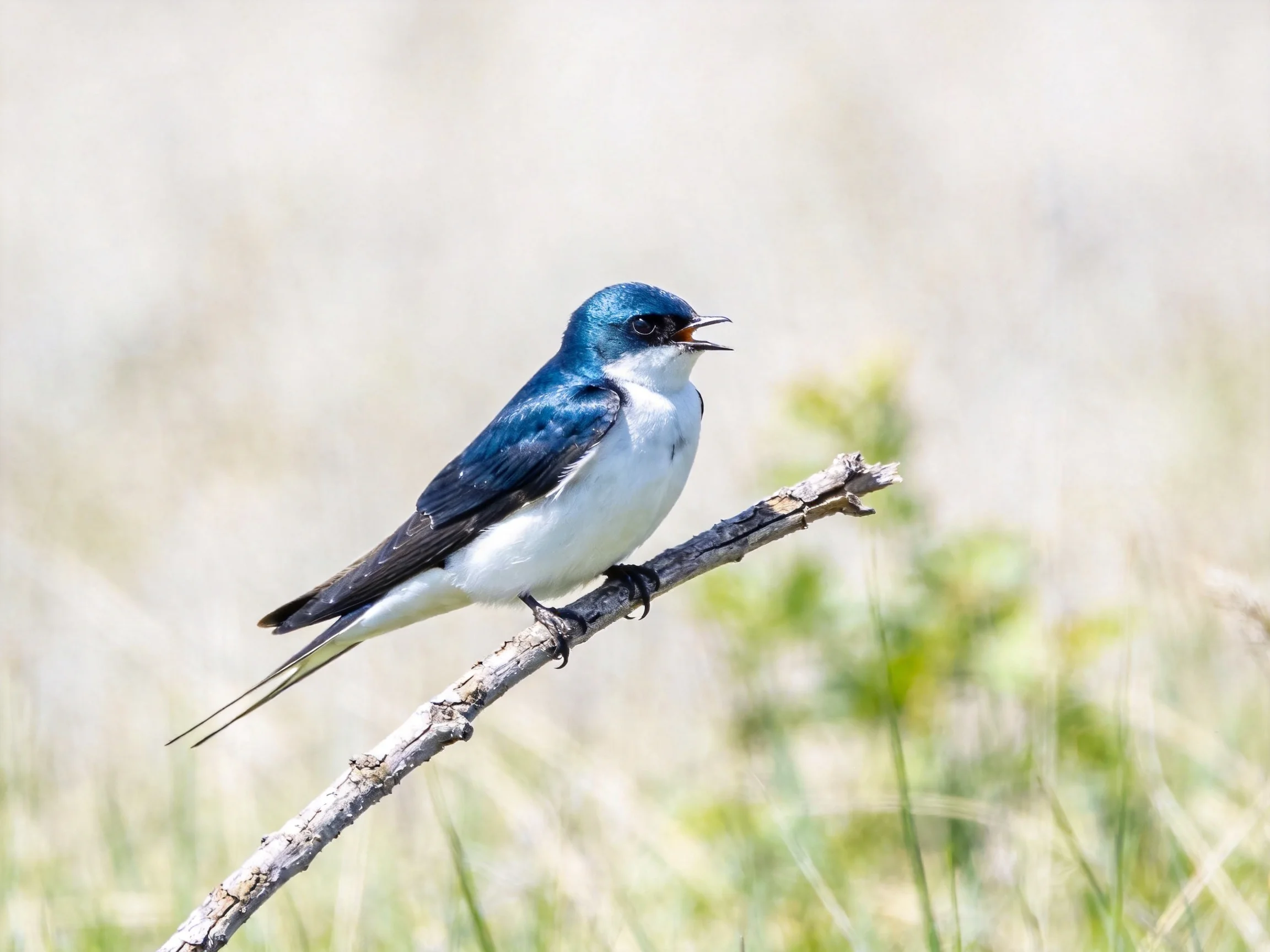 A blue and white swallow perched on a dry branch