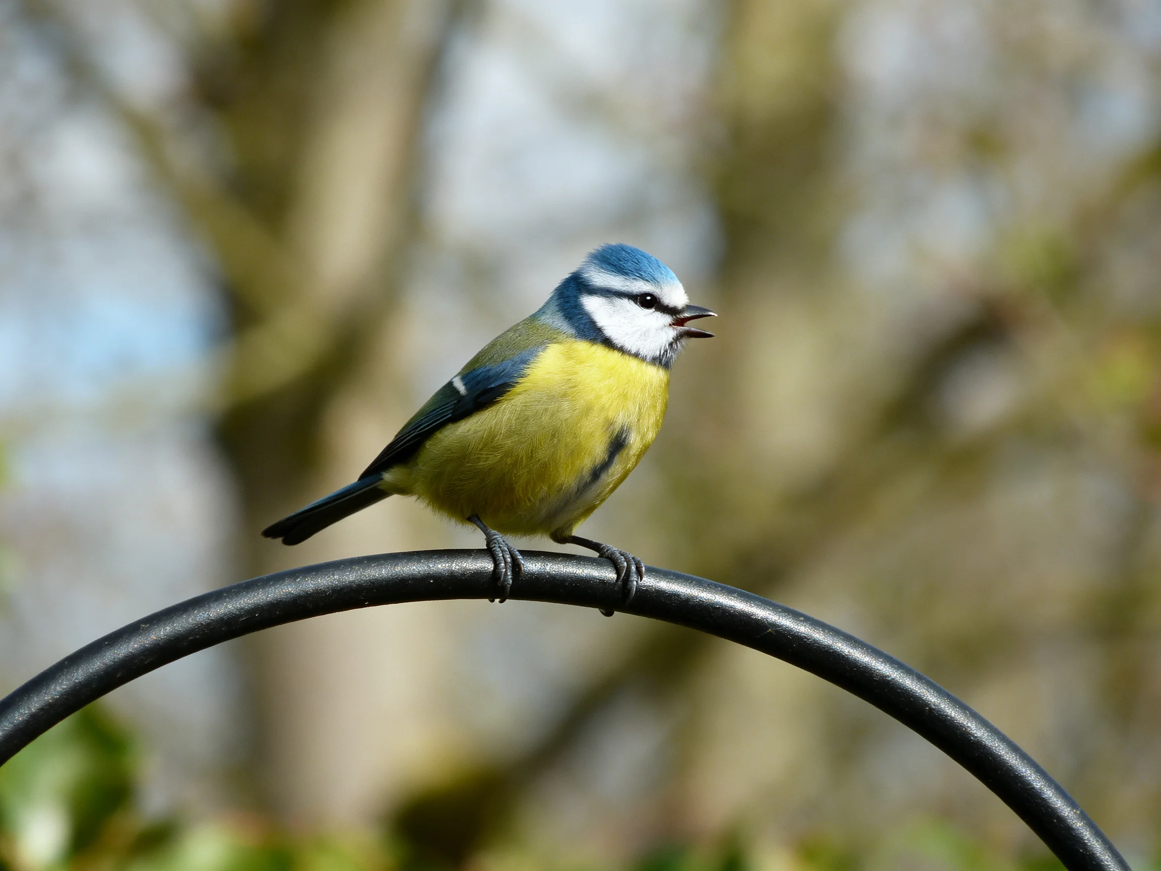 A small blue and yellow bird perches on a curved metal bar with a blurred natural backdrop.