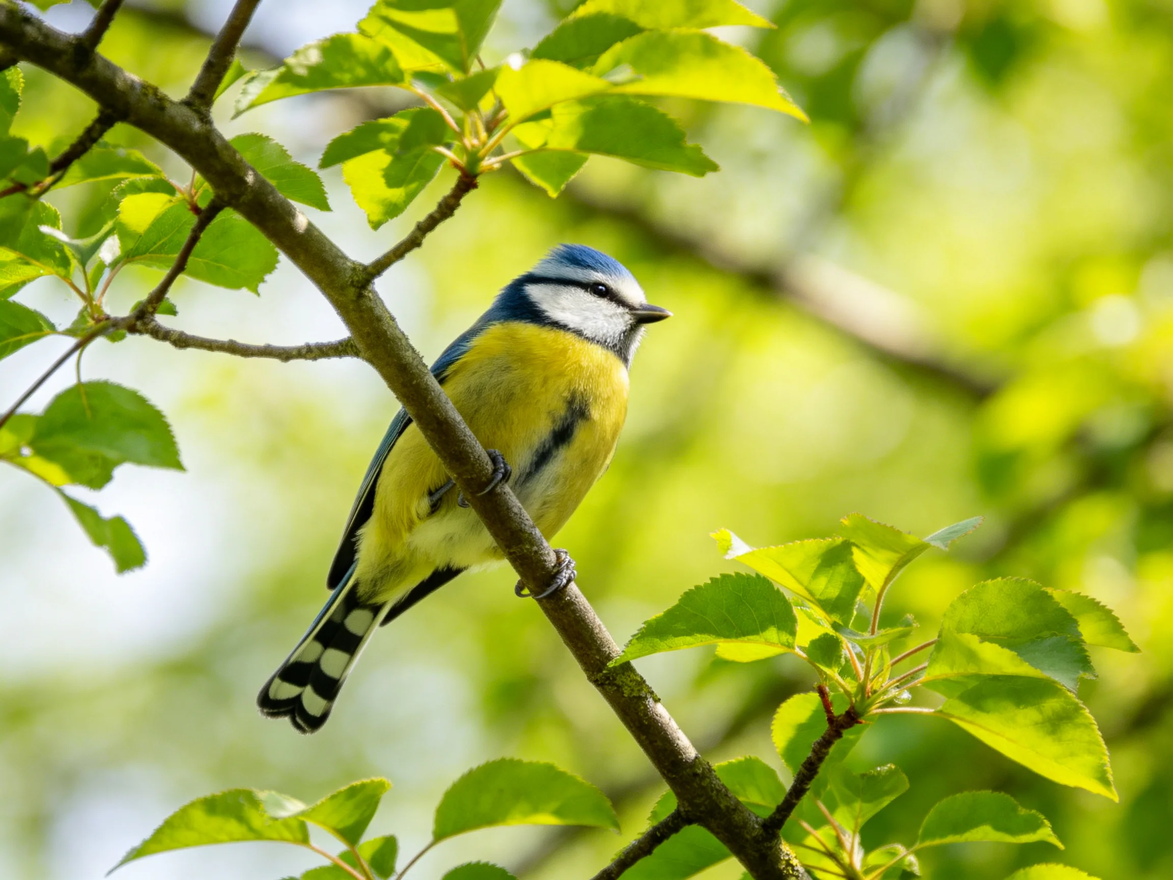A blue and yellow bird perched on a tree branch among green foliage