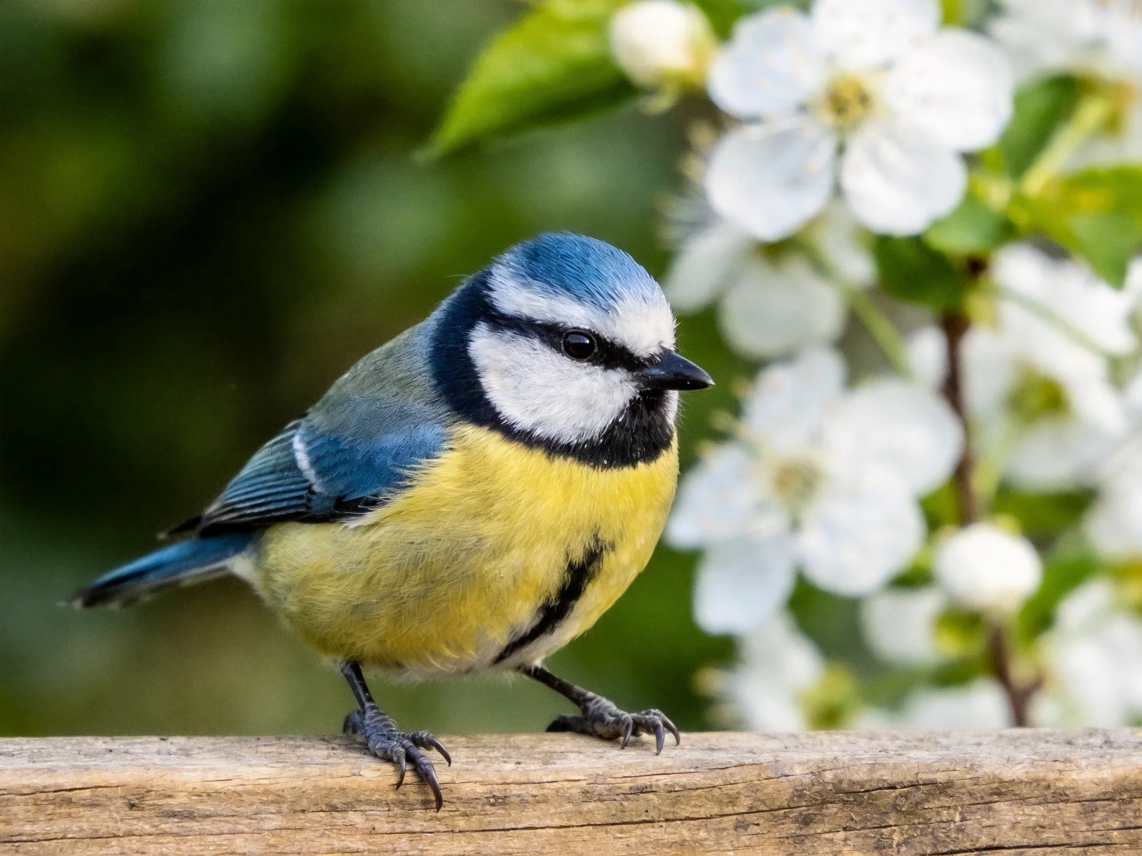 A blue and yellow bird perched on wood near white blossoms