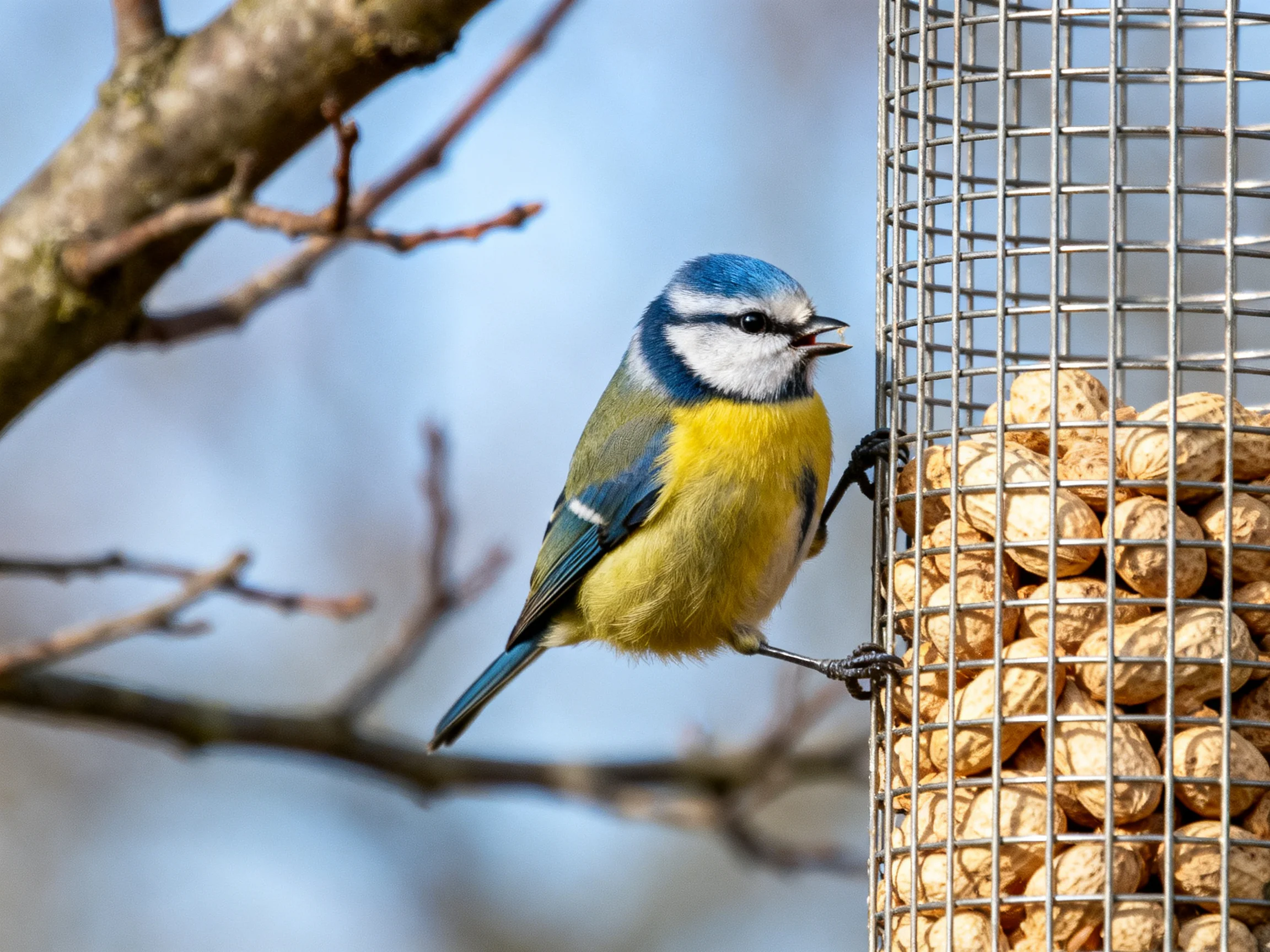 A blue and yellow bird perches on a peanut-filled wire feeder near bare tree branches