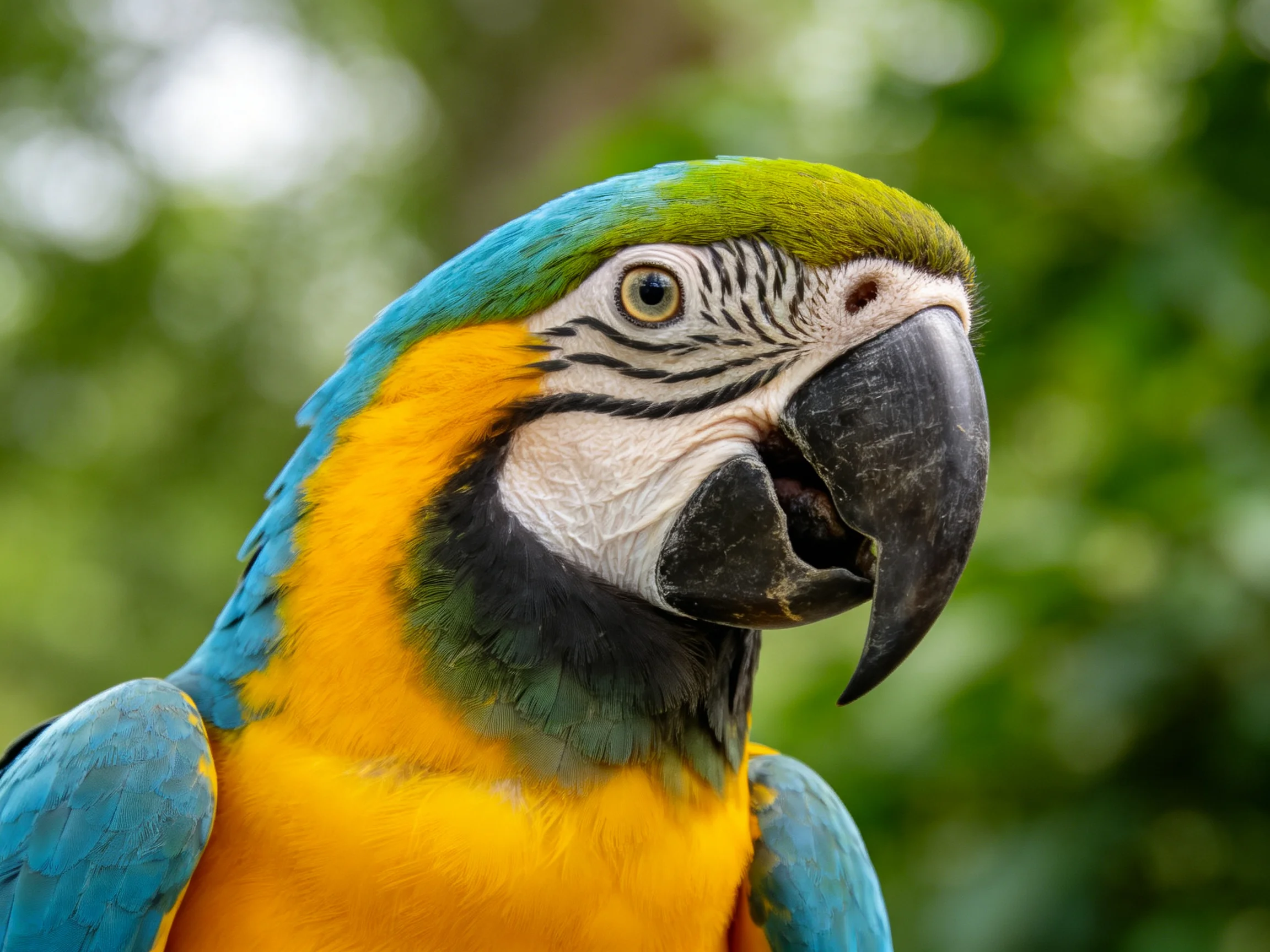 A blue and yellow macaw with a large black beak