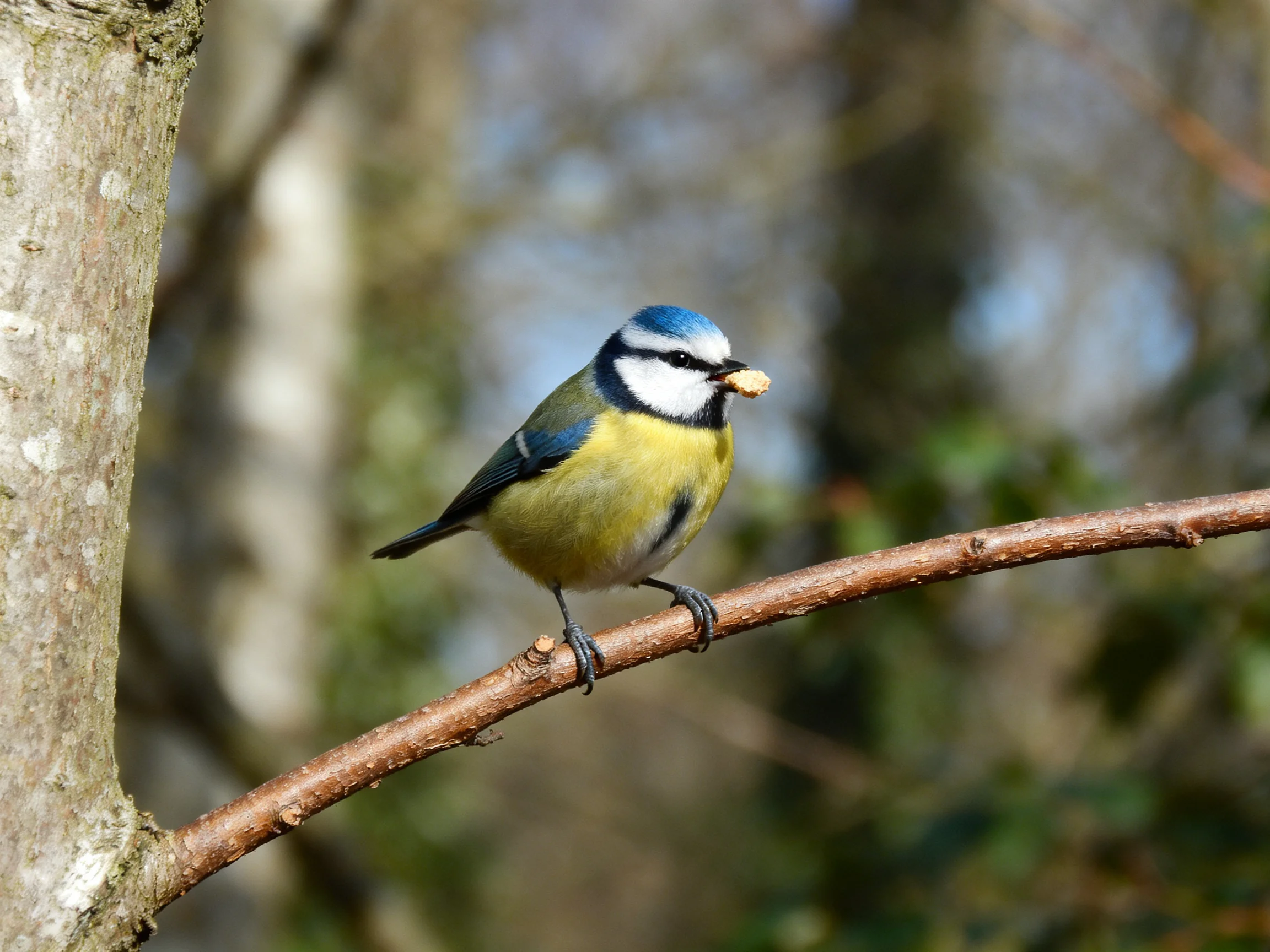A blue - capped bird perches on a brown tree branch with food
