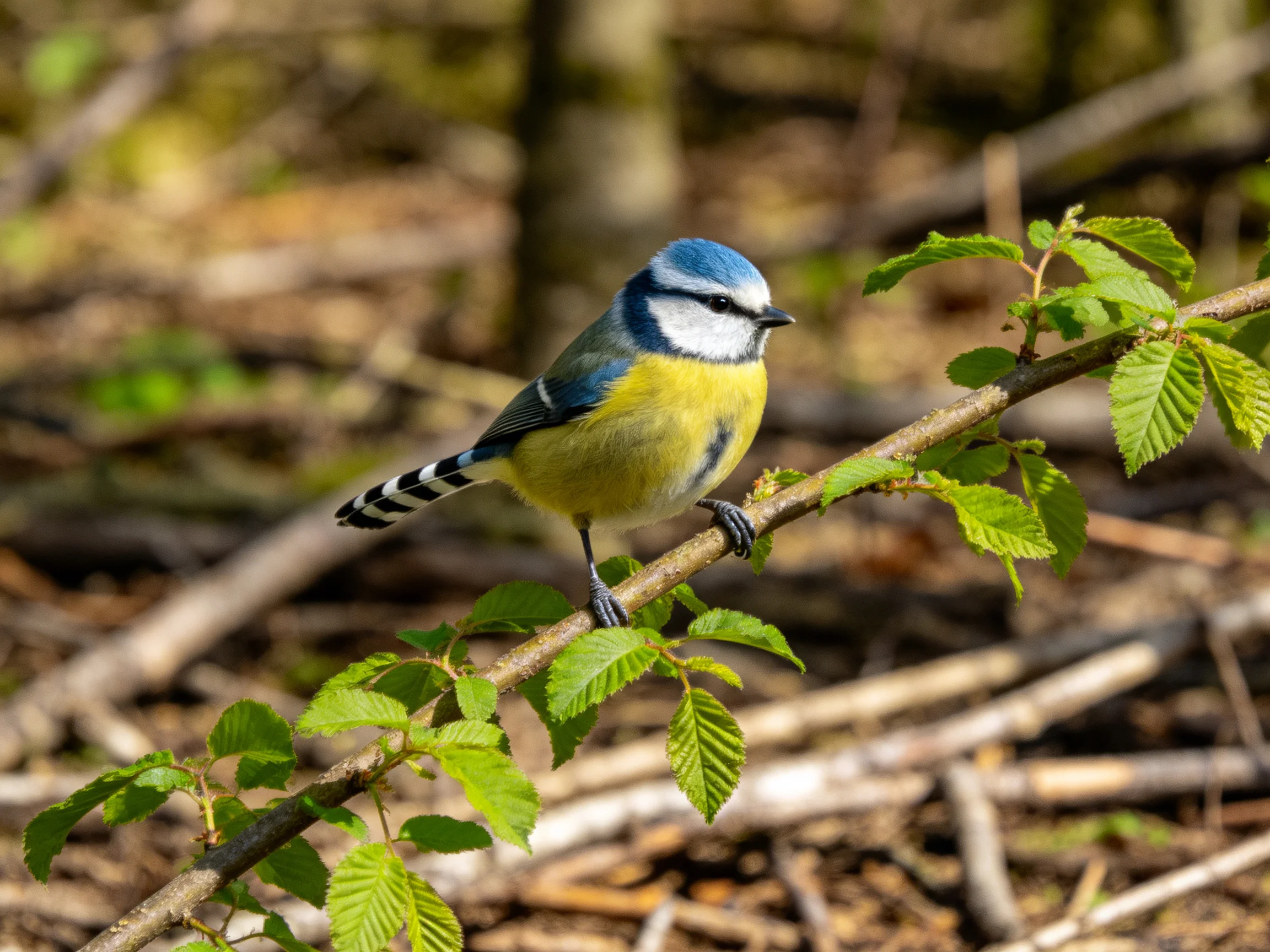 A blue-capped bird perches on a leafy branch in a forest.
