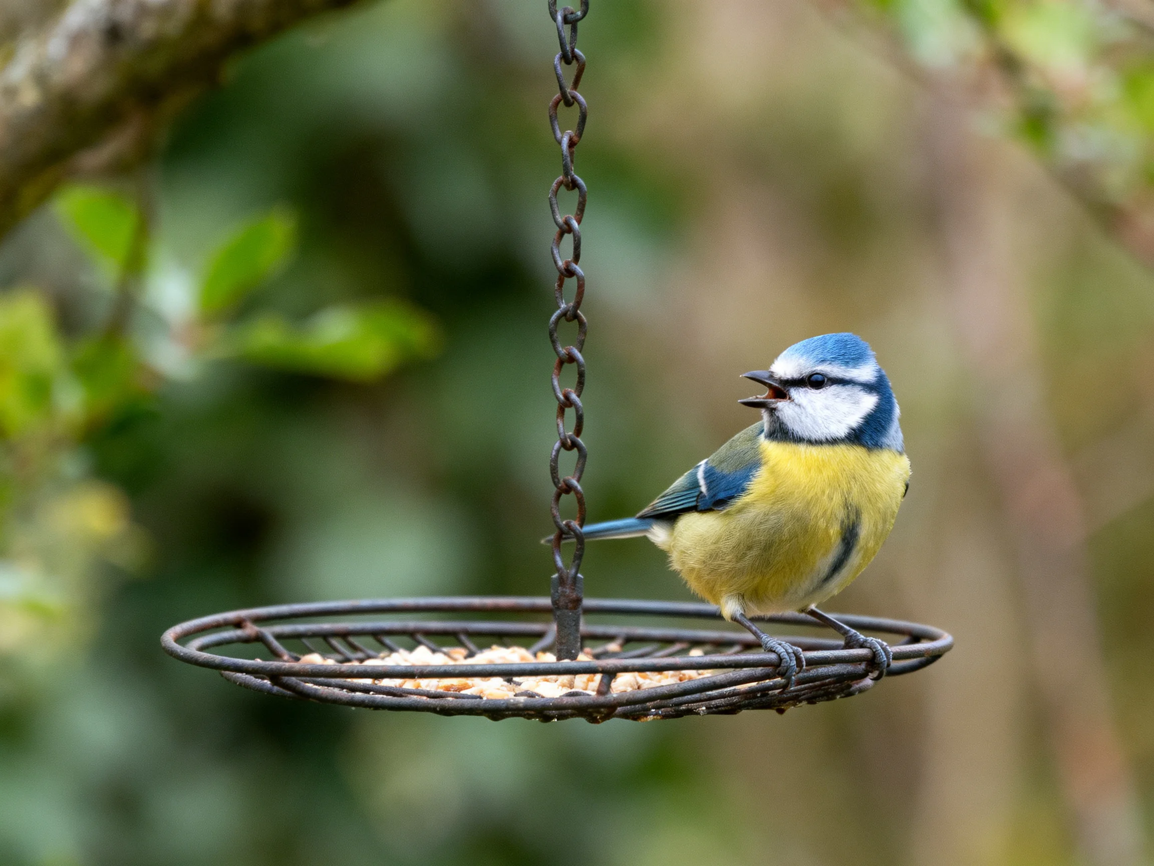 A blue - capped bird perches on a metal hanging feeder