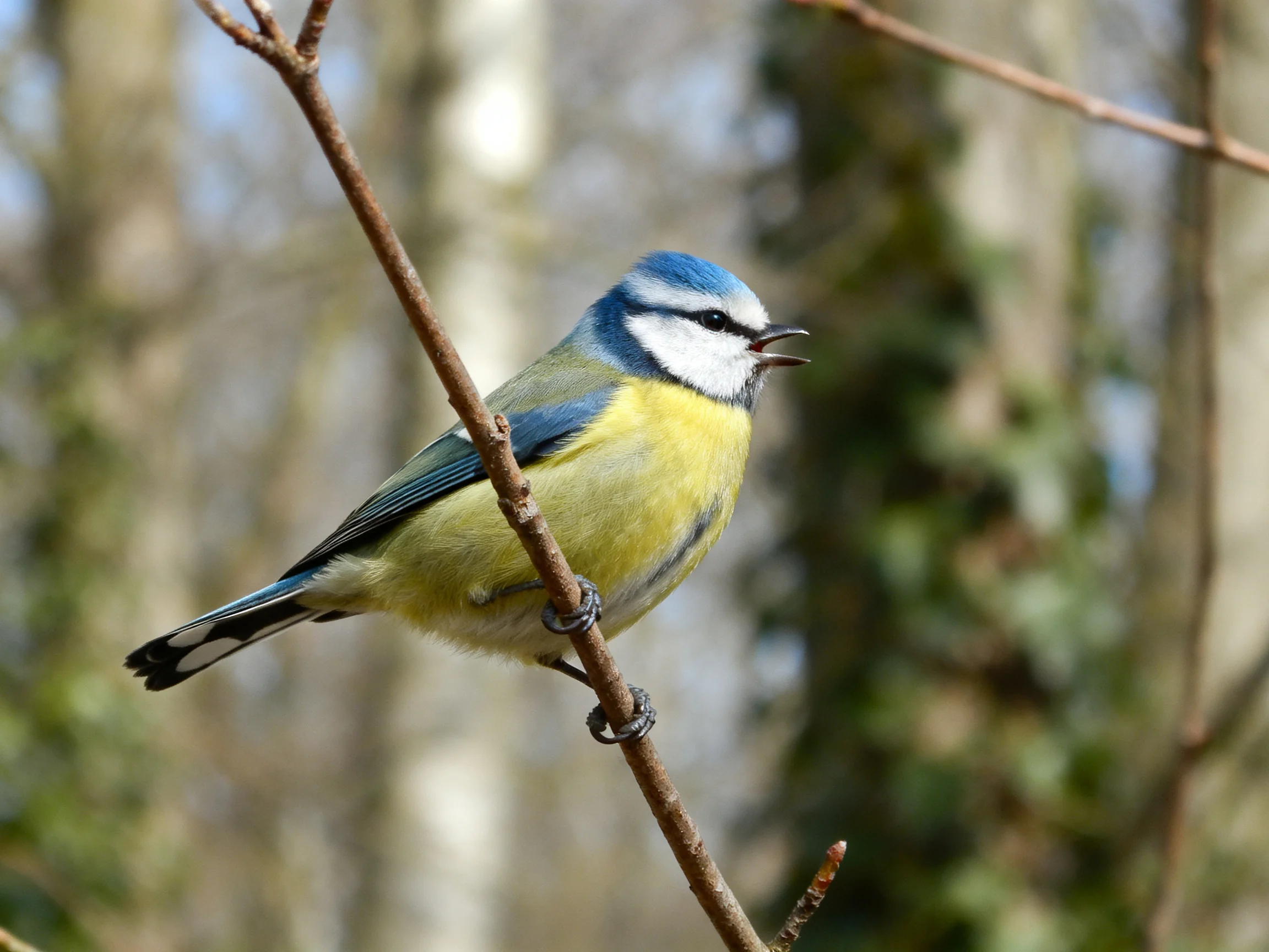 A blue-capped bird with yellow underparts perched on a slender branch