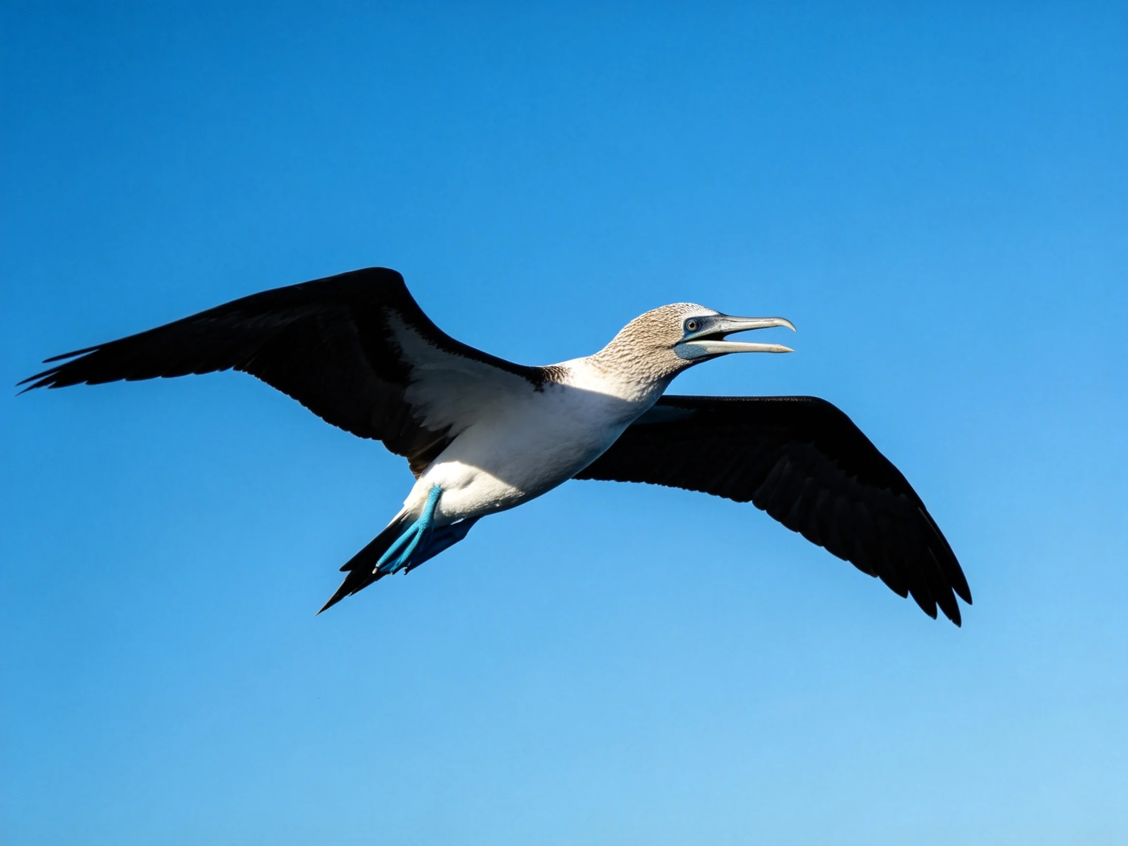 A blue-footed booby glides through clear blue sky