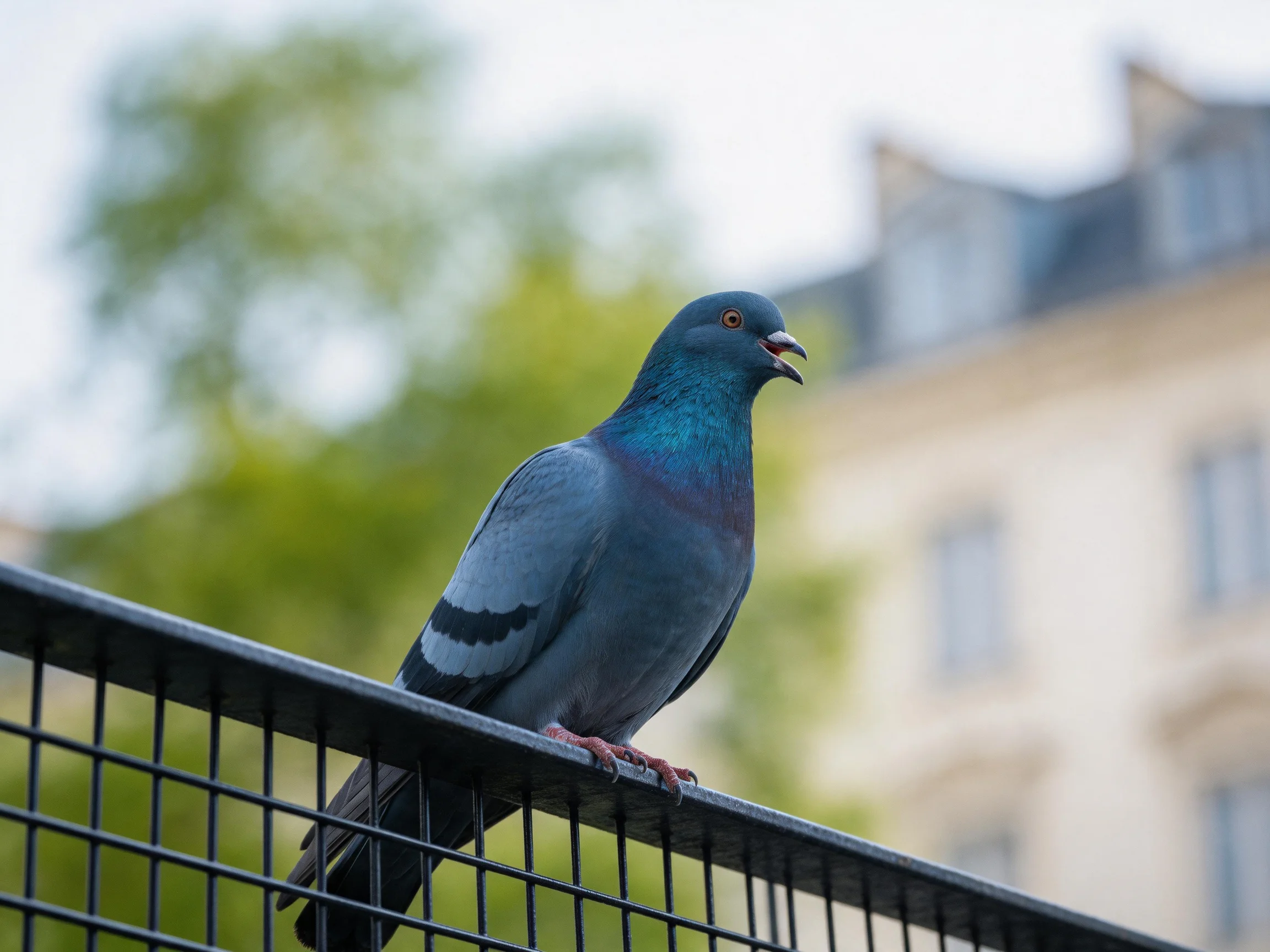 A blue-gray pigeon perches on a black metal fence
