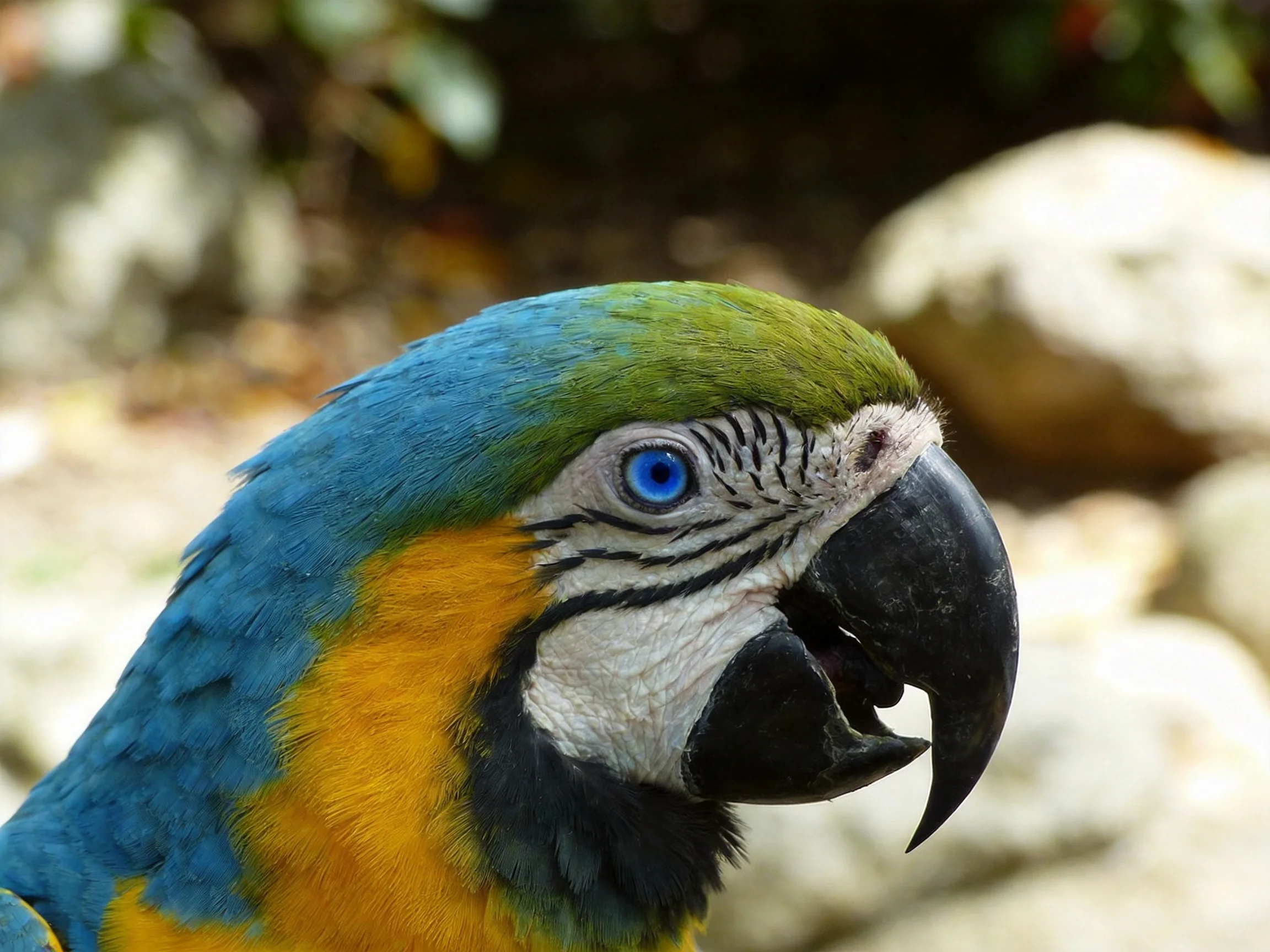 A blue, green, and yellow macaw with a large black beak