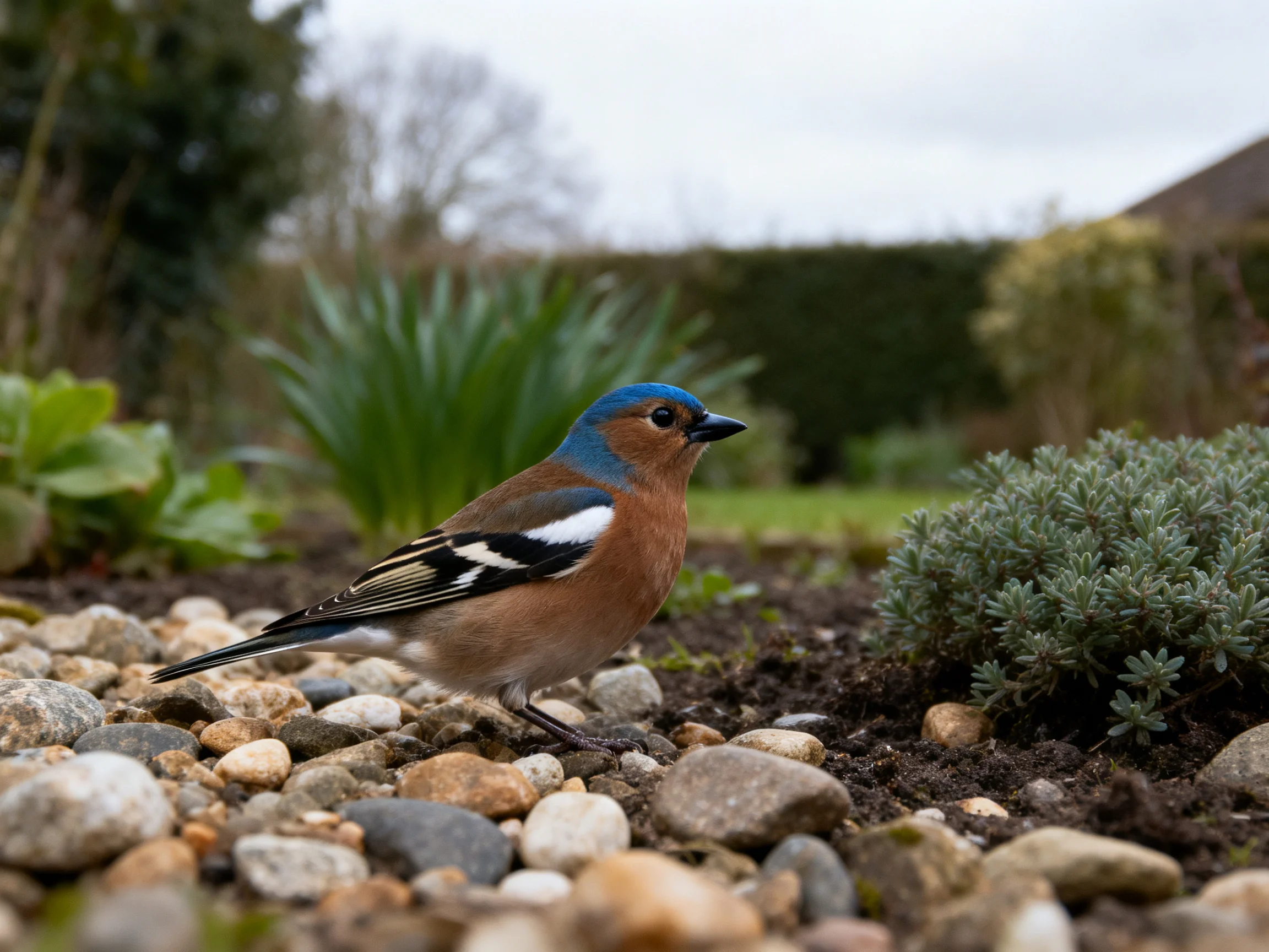 A blue-headed bird among multicolored pebbles and garden plants