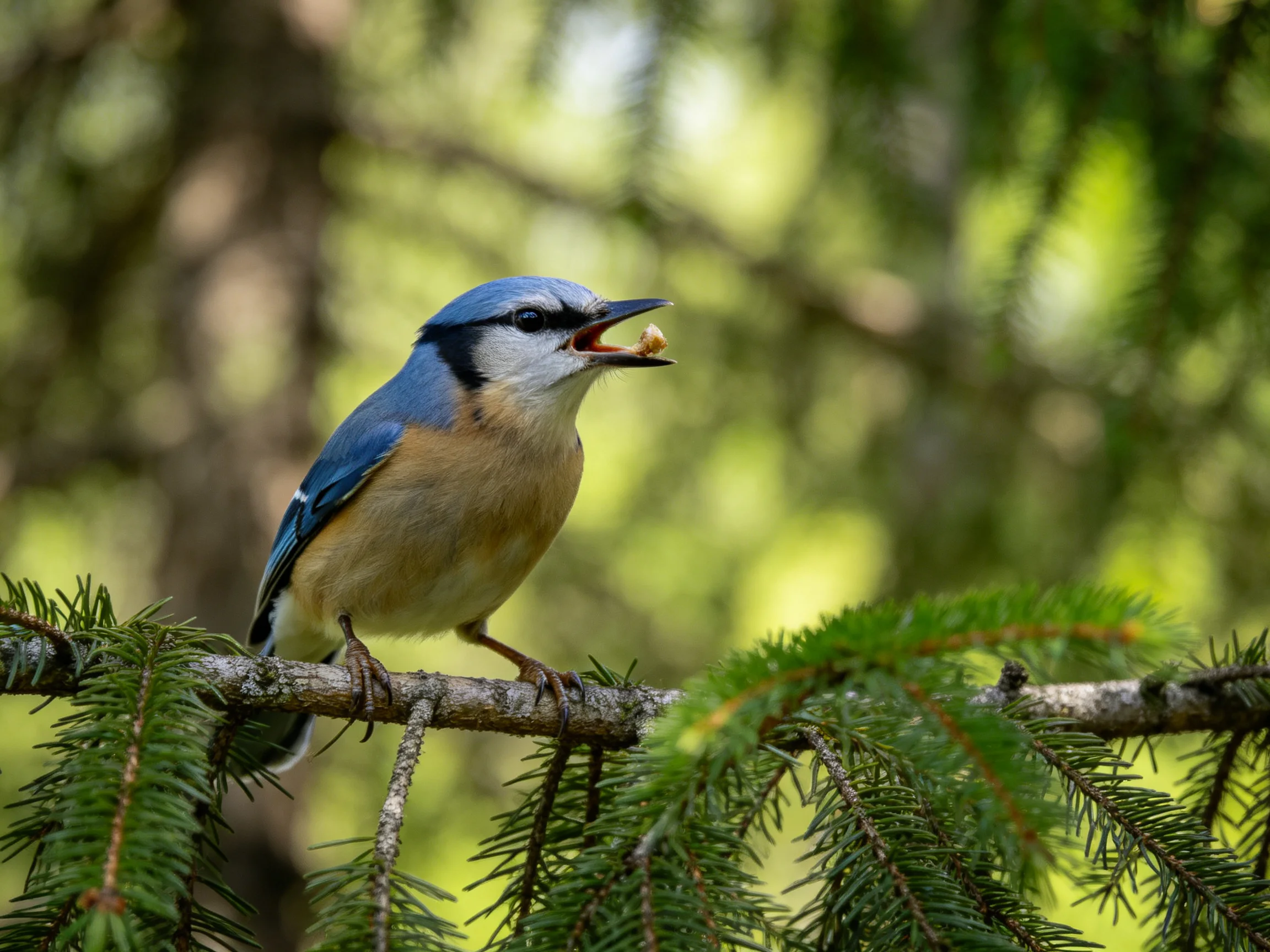A blue-headed bird perched on a pine branch with food
