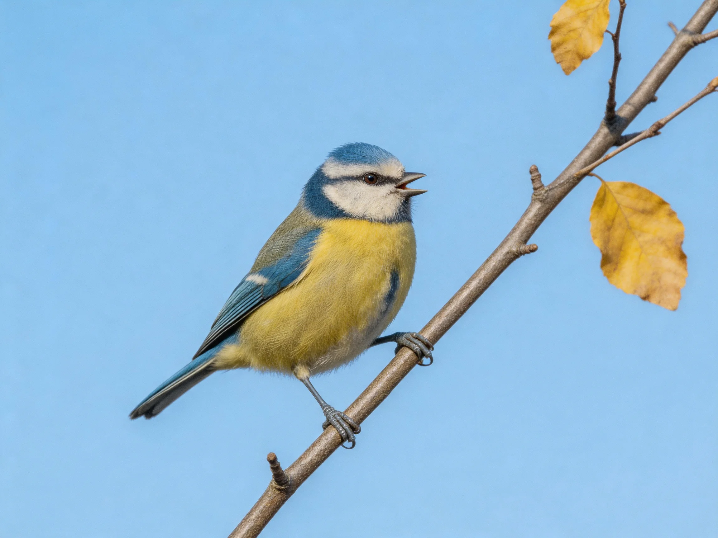 A blue-headed bird perches on a branch with two yellow leaves