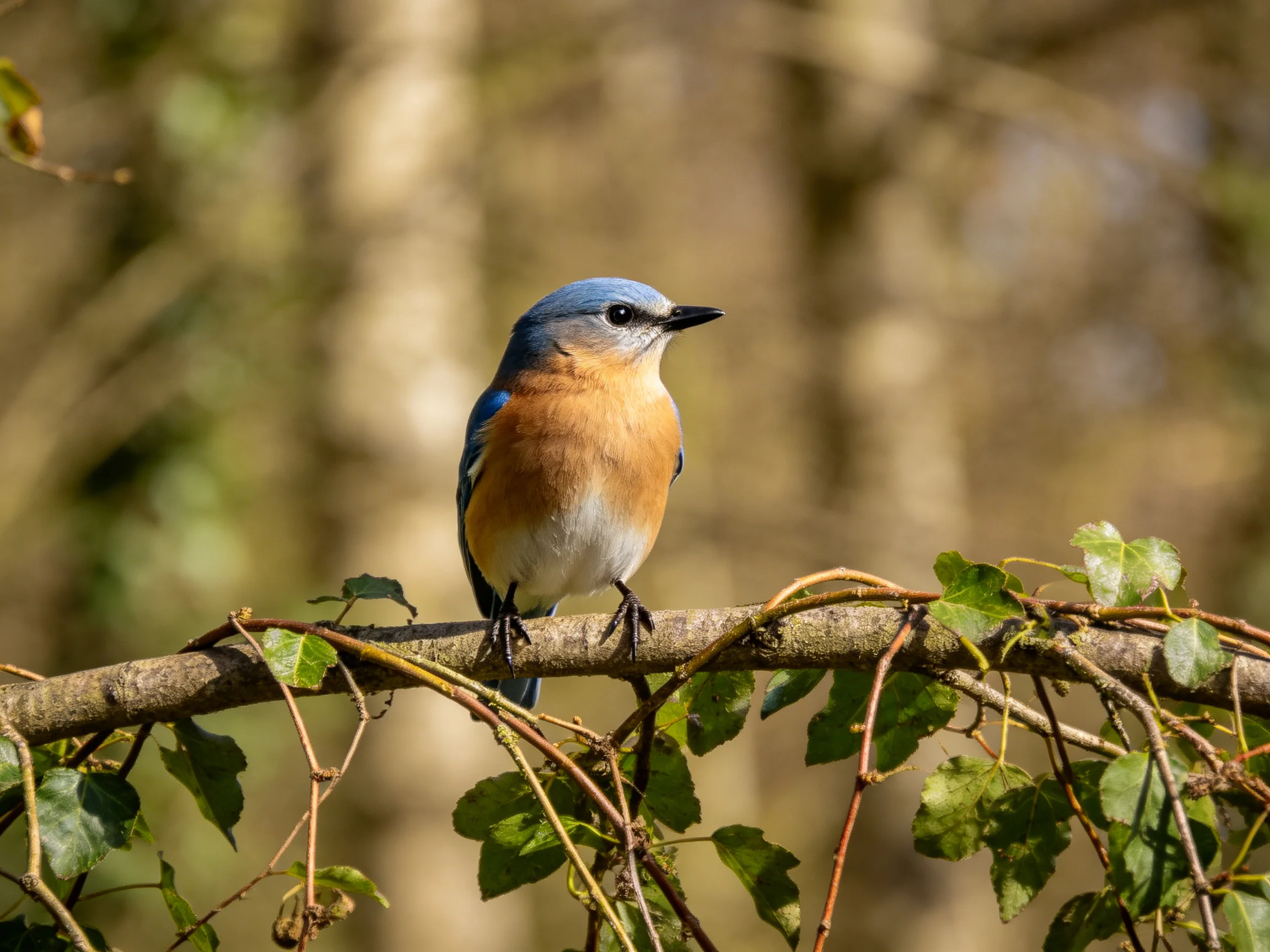 A blue-headed bird perches on a leafy branch in nature