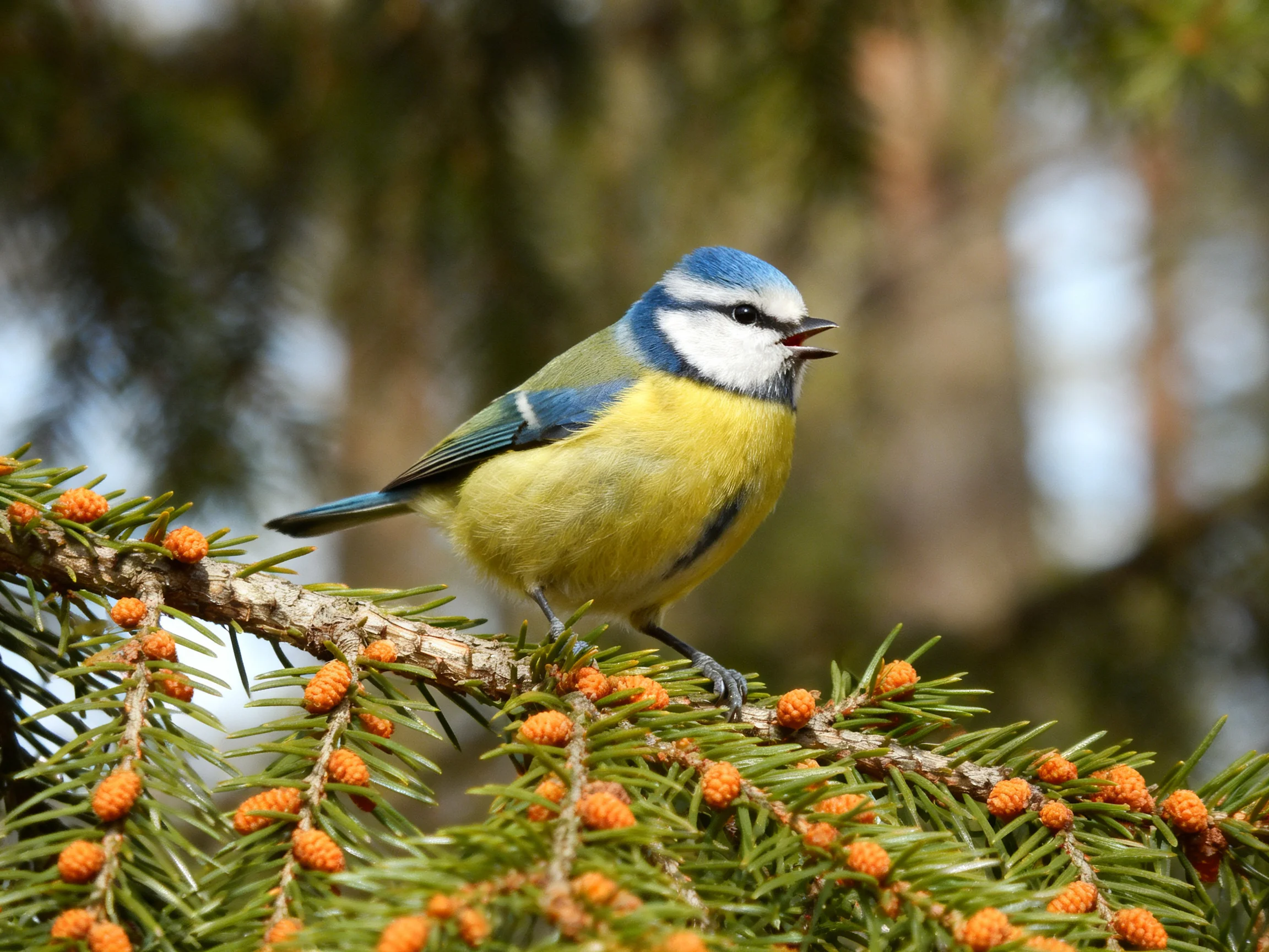 A blue-headed bird perches on a pine branch with orange cones