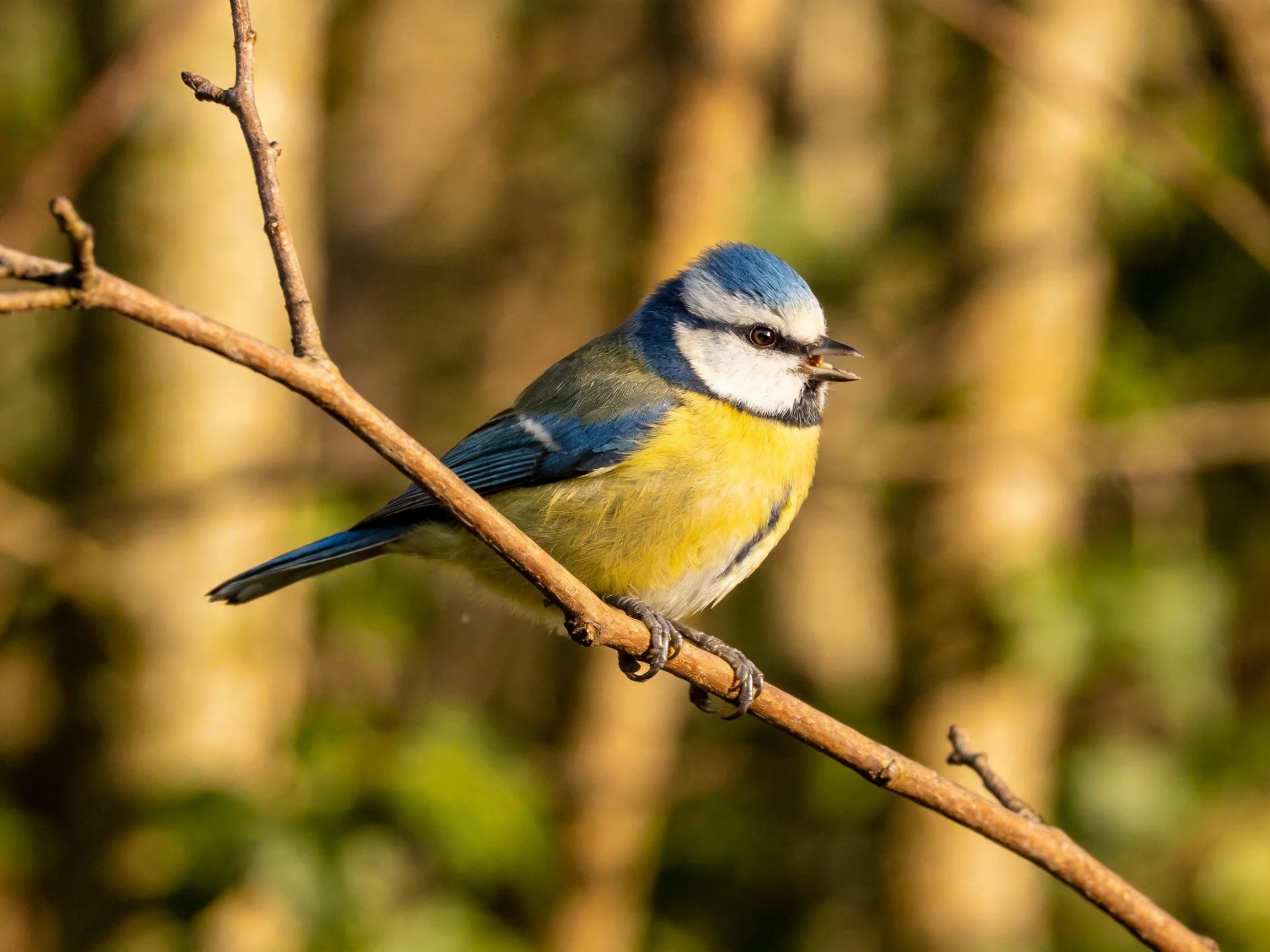 A blue-headed bird perches on a slender brown branch