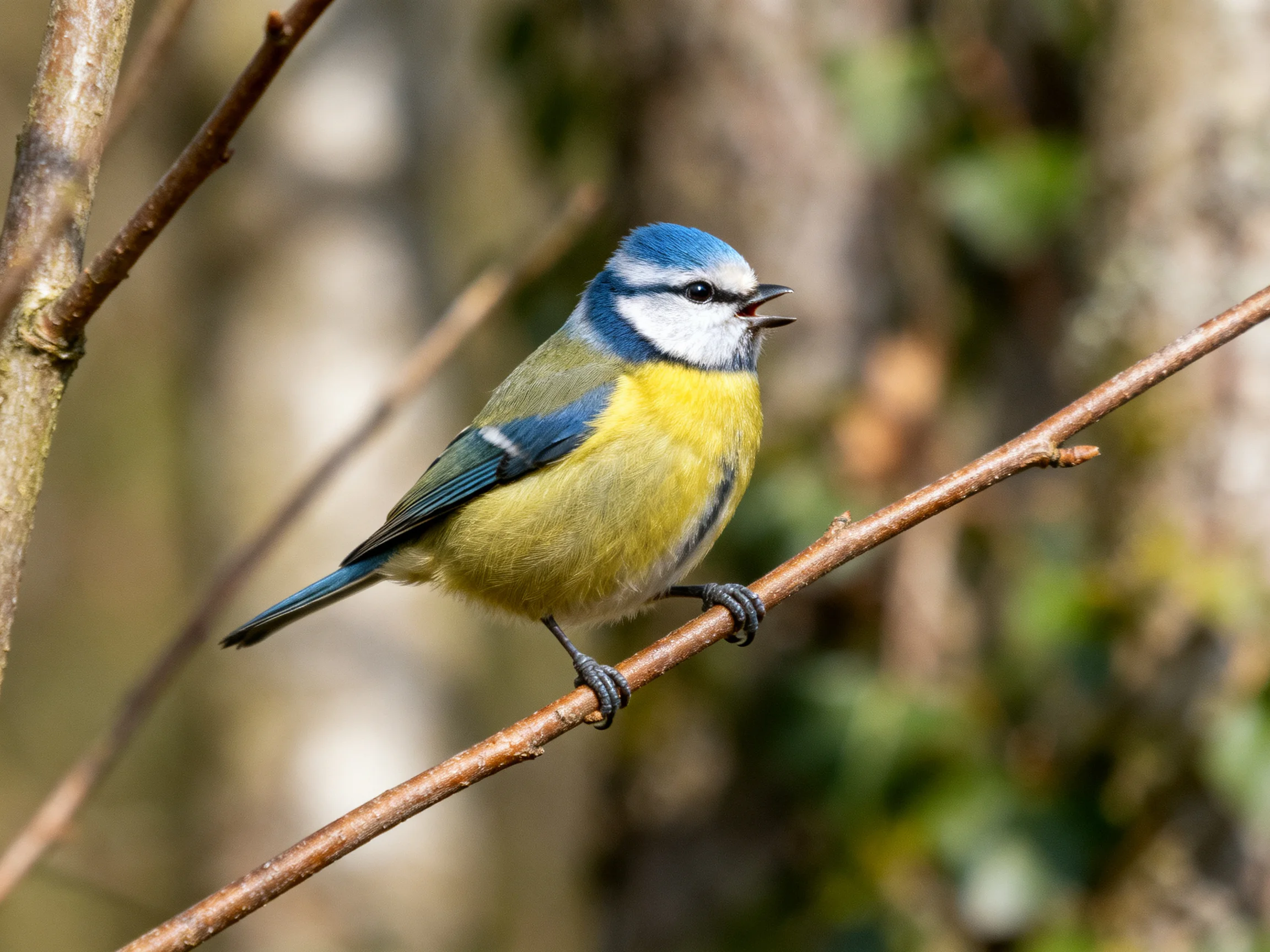 A small blue-headed bird with yellow underparts rests on a thin branch in nature.
