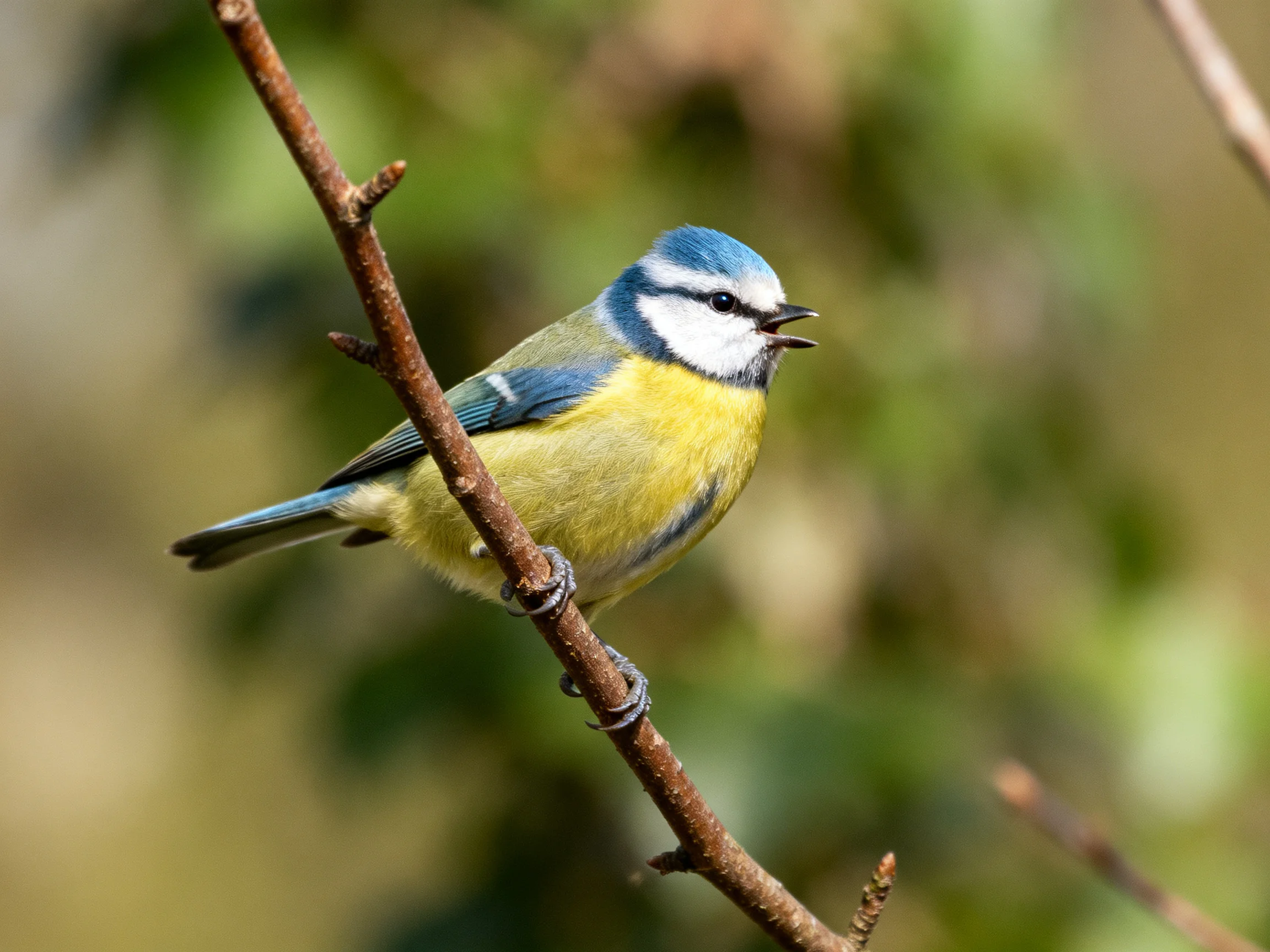A blue-headed bird with yellow underparts perched on a thin brown branch