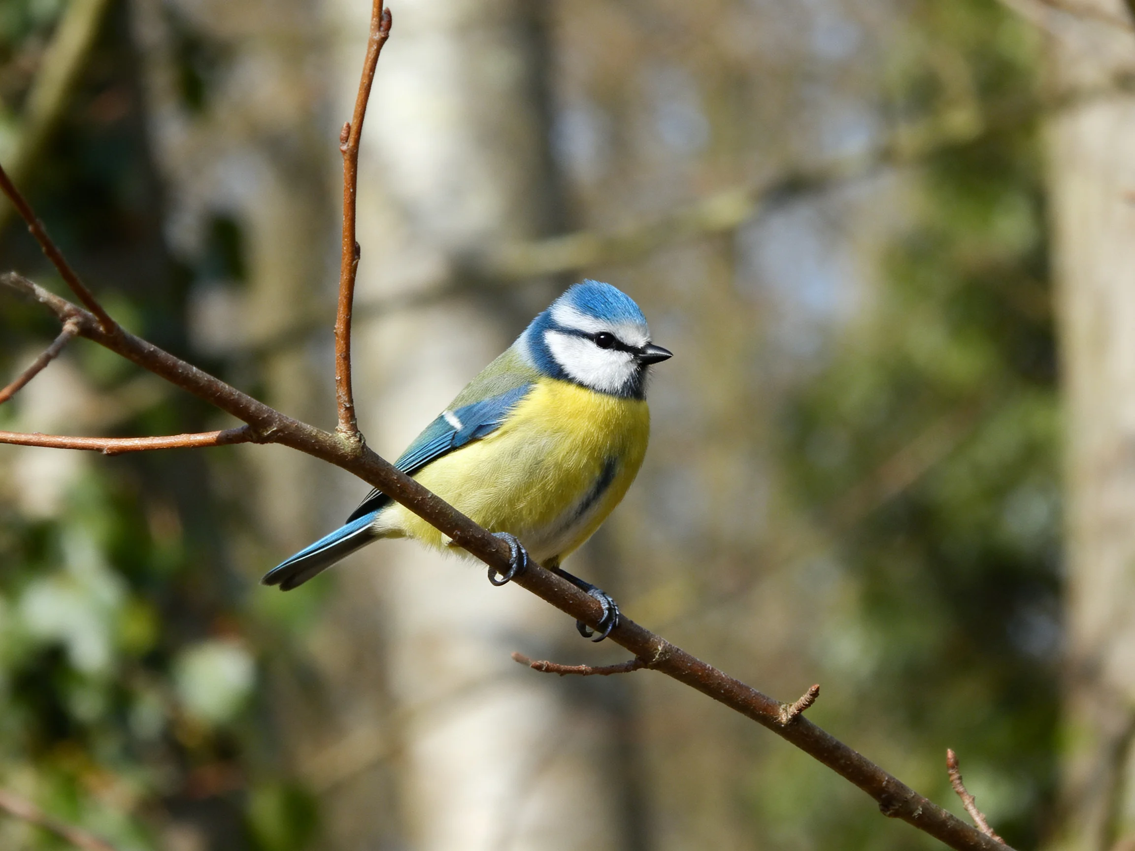 A blue - headed bird with yellow underparts perches on a bare tree branch