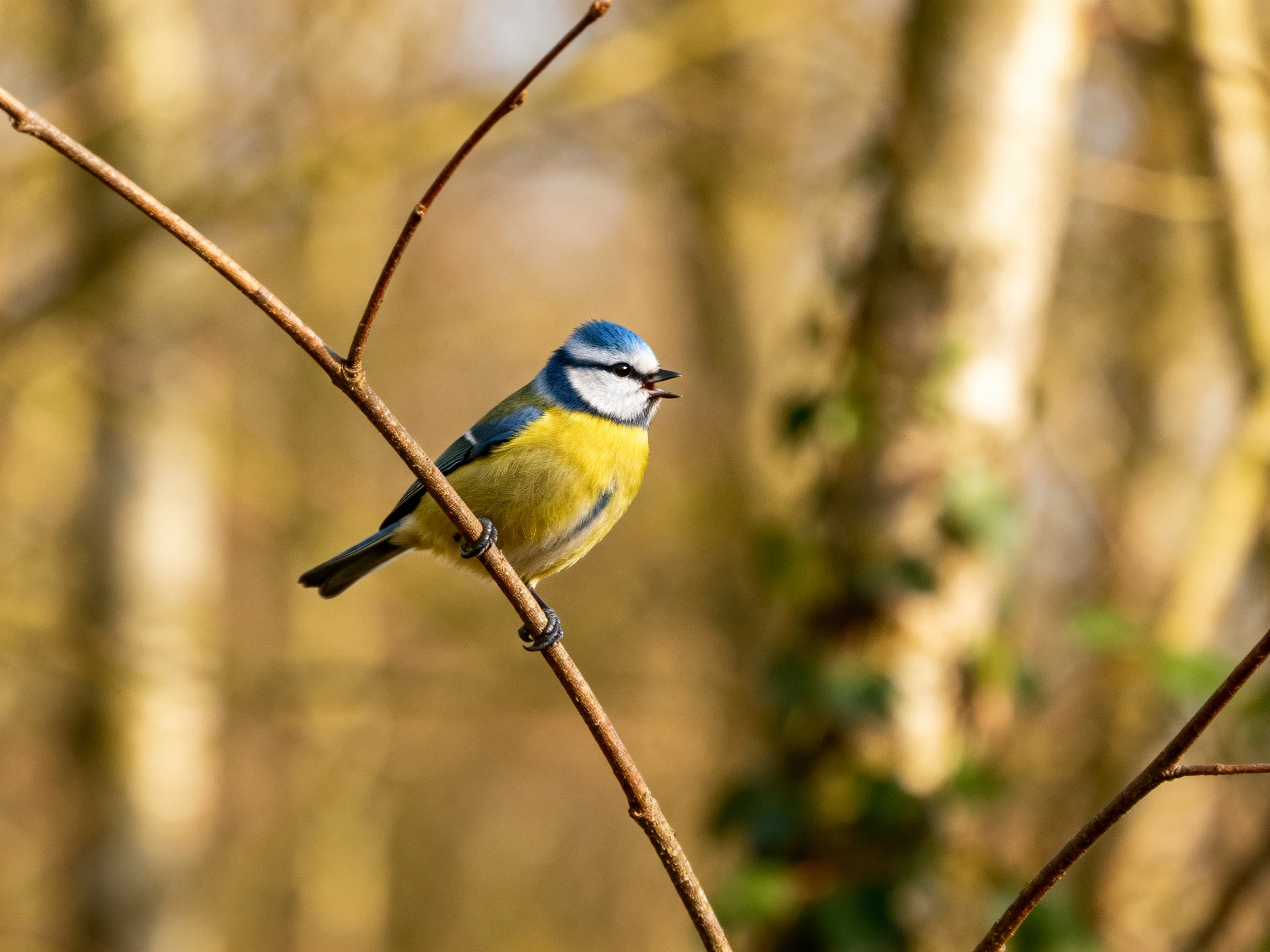 A blue-headed bird with yellow underparts perches on a thin branch
