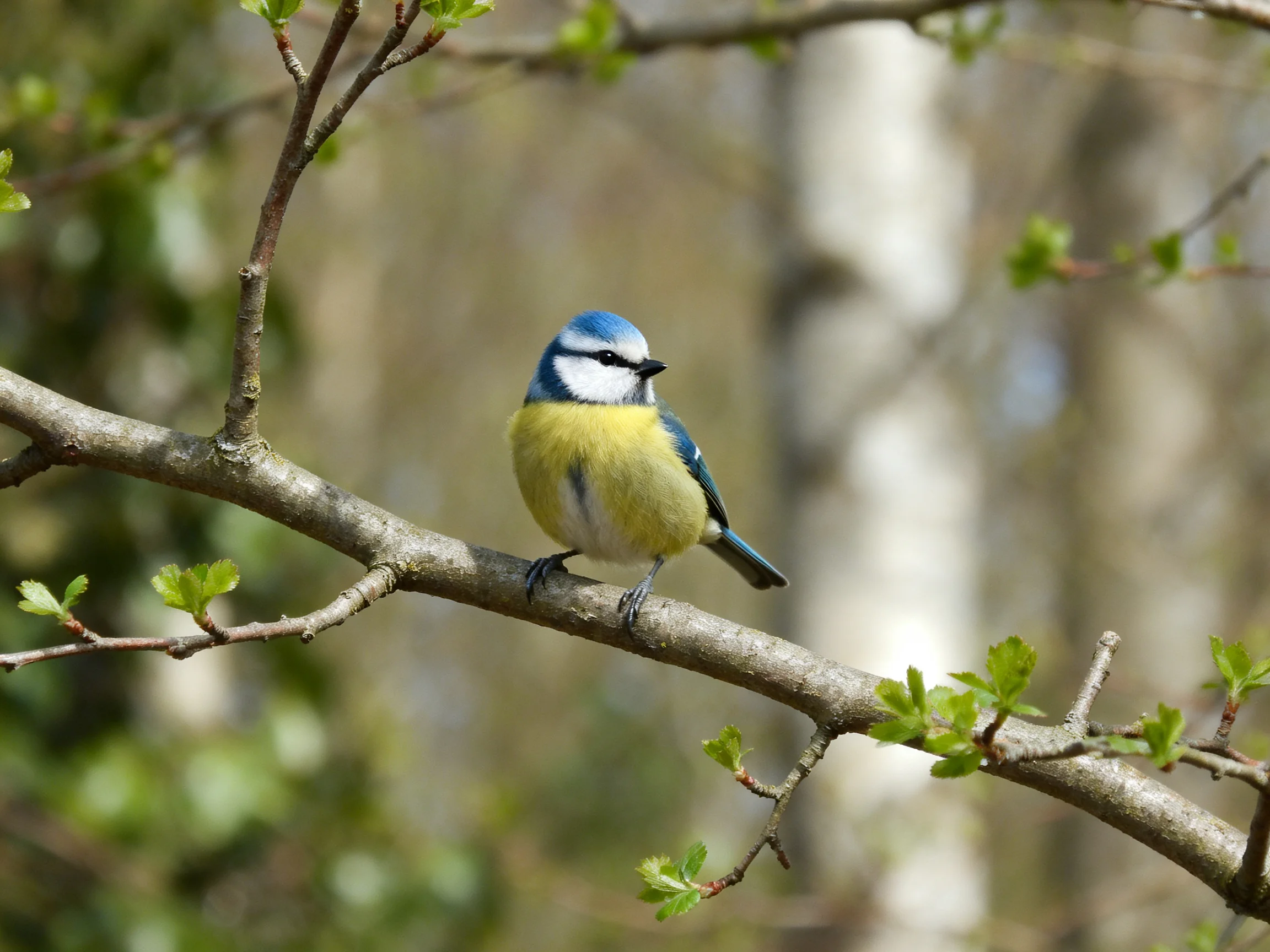 A blue-headed bird with yellow underparts perches on a tree branch