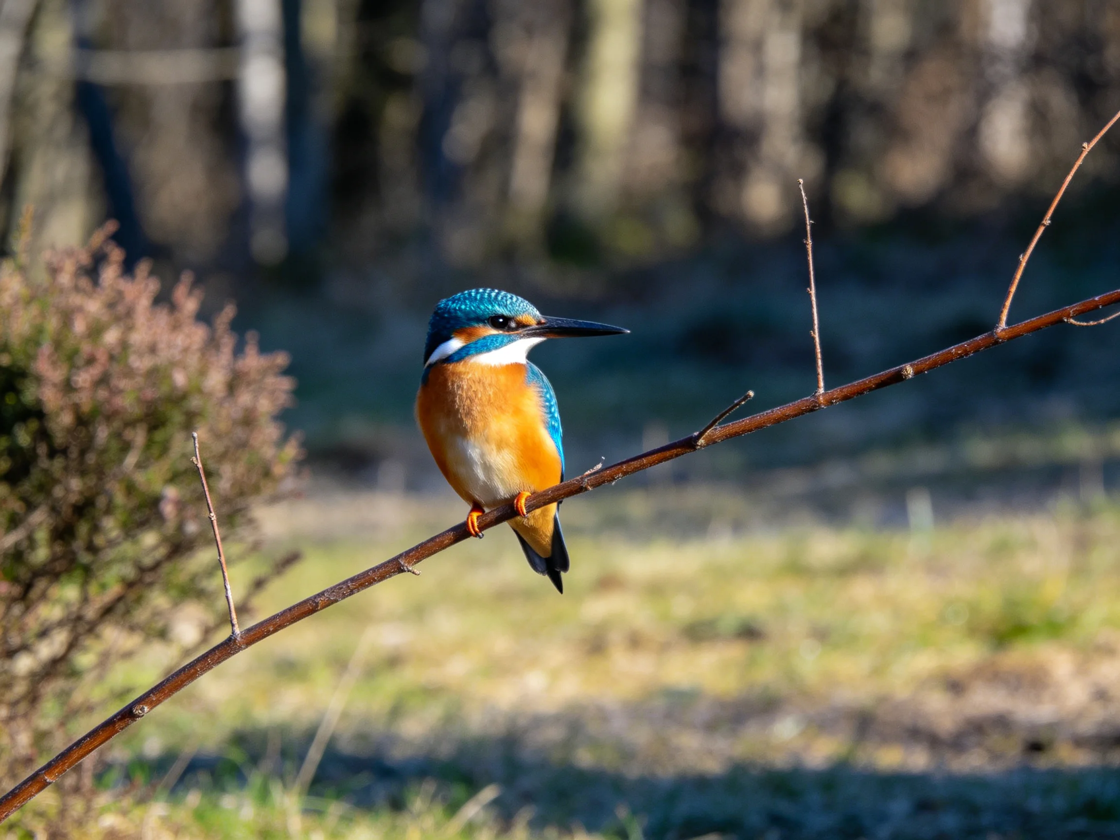 A blue-headed kingfisher with orange chest perches on a thin branch