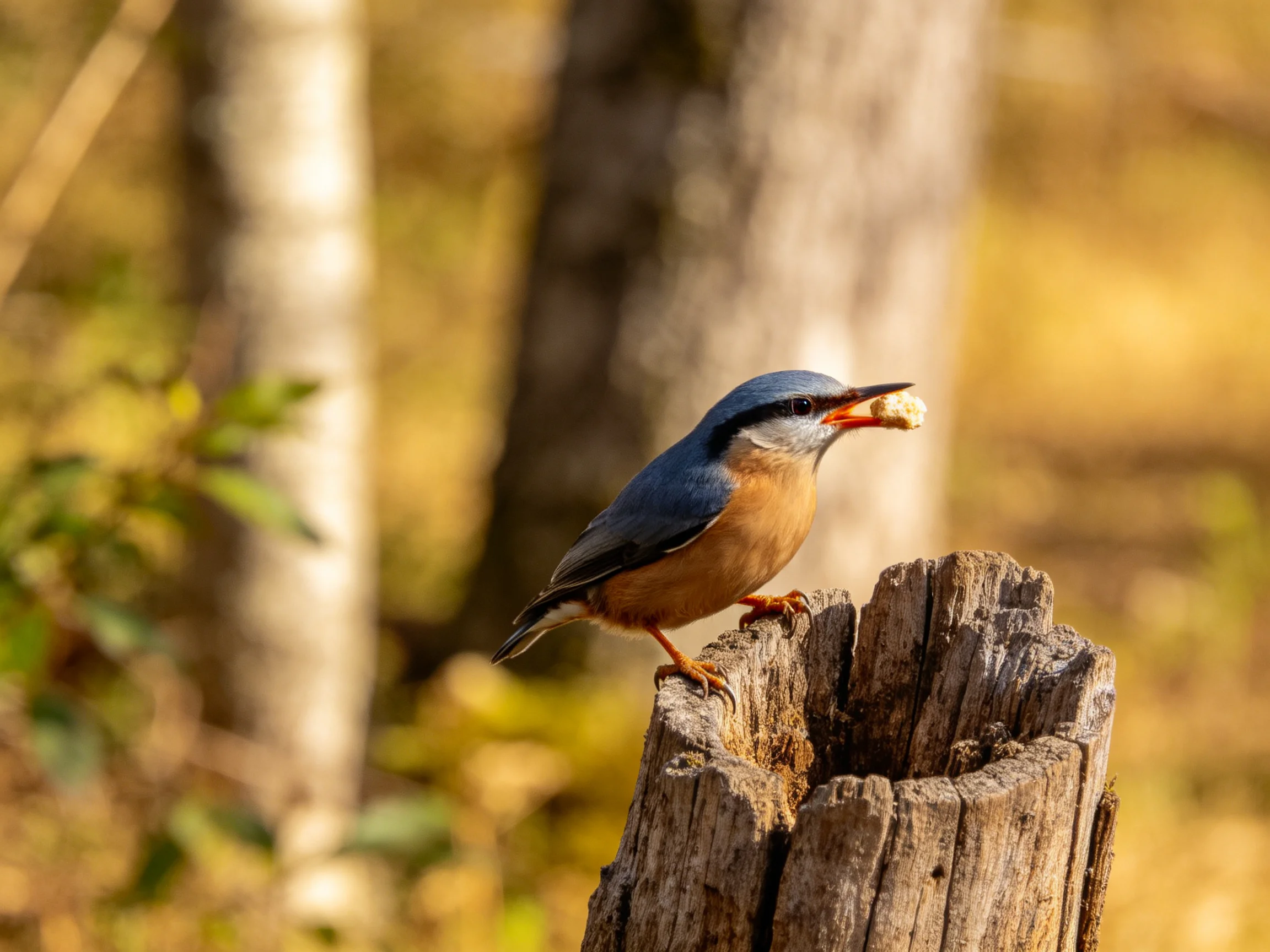 A blue-headed nuthatch perches on a weathered tree stump with food