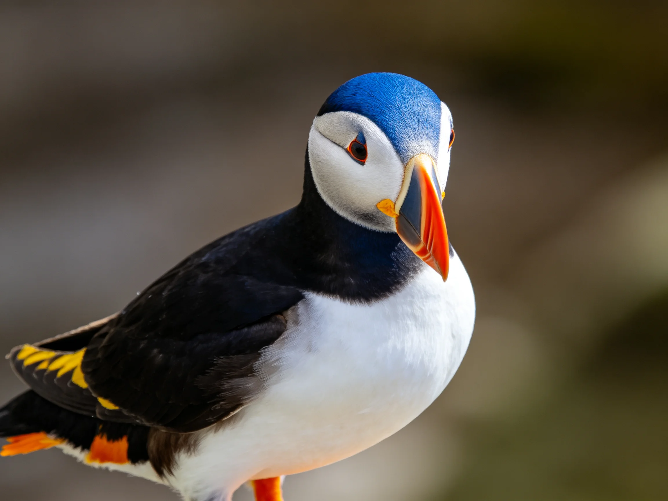 A blue-headed puffin with orange beak and black wings