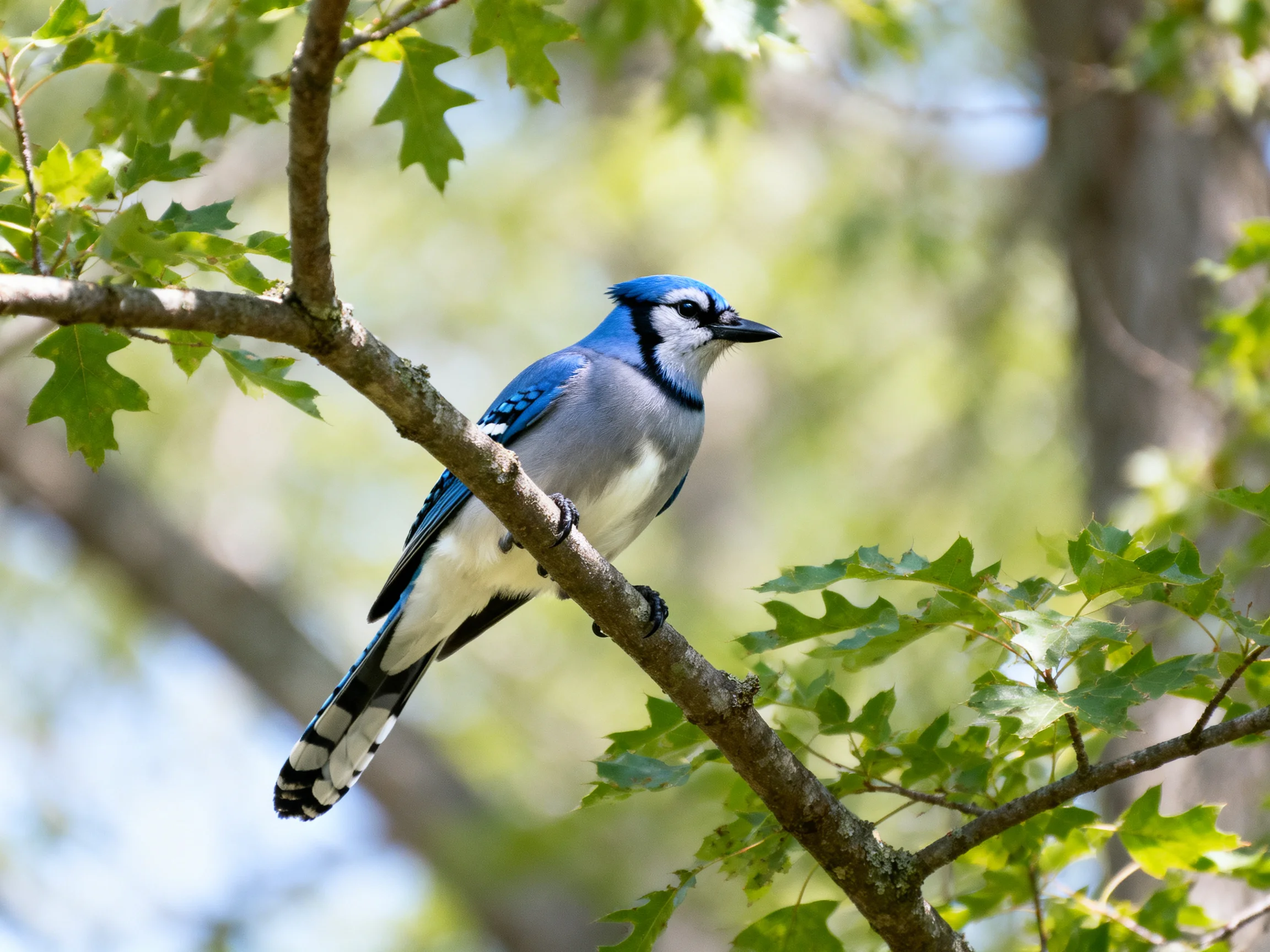 A blue jay perched on a brown tree branch amid green foliage