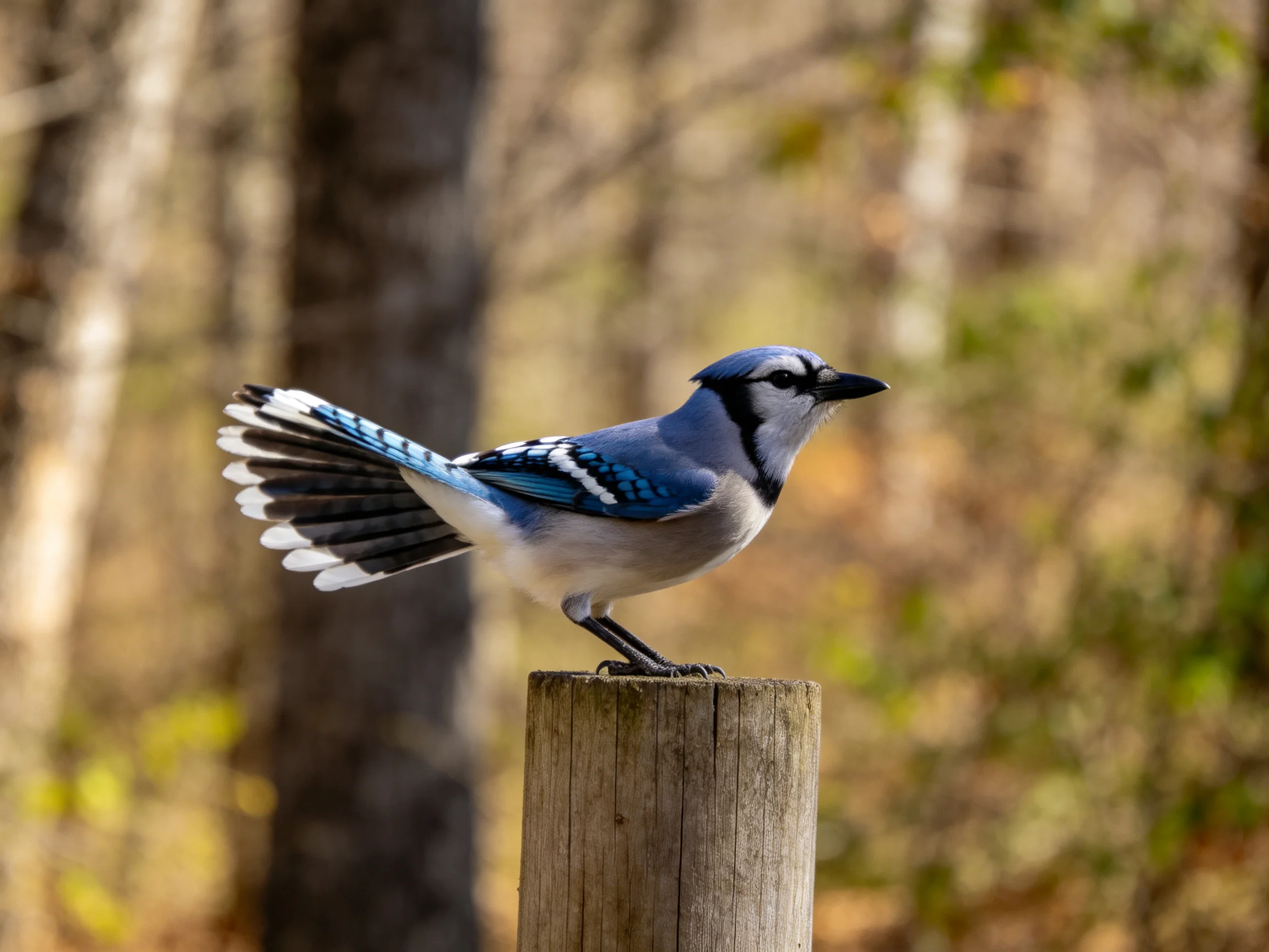A blue jay perched on a weathered wooden post in a forest