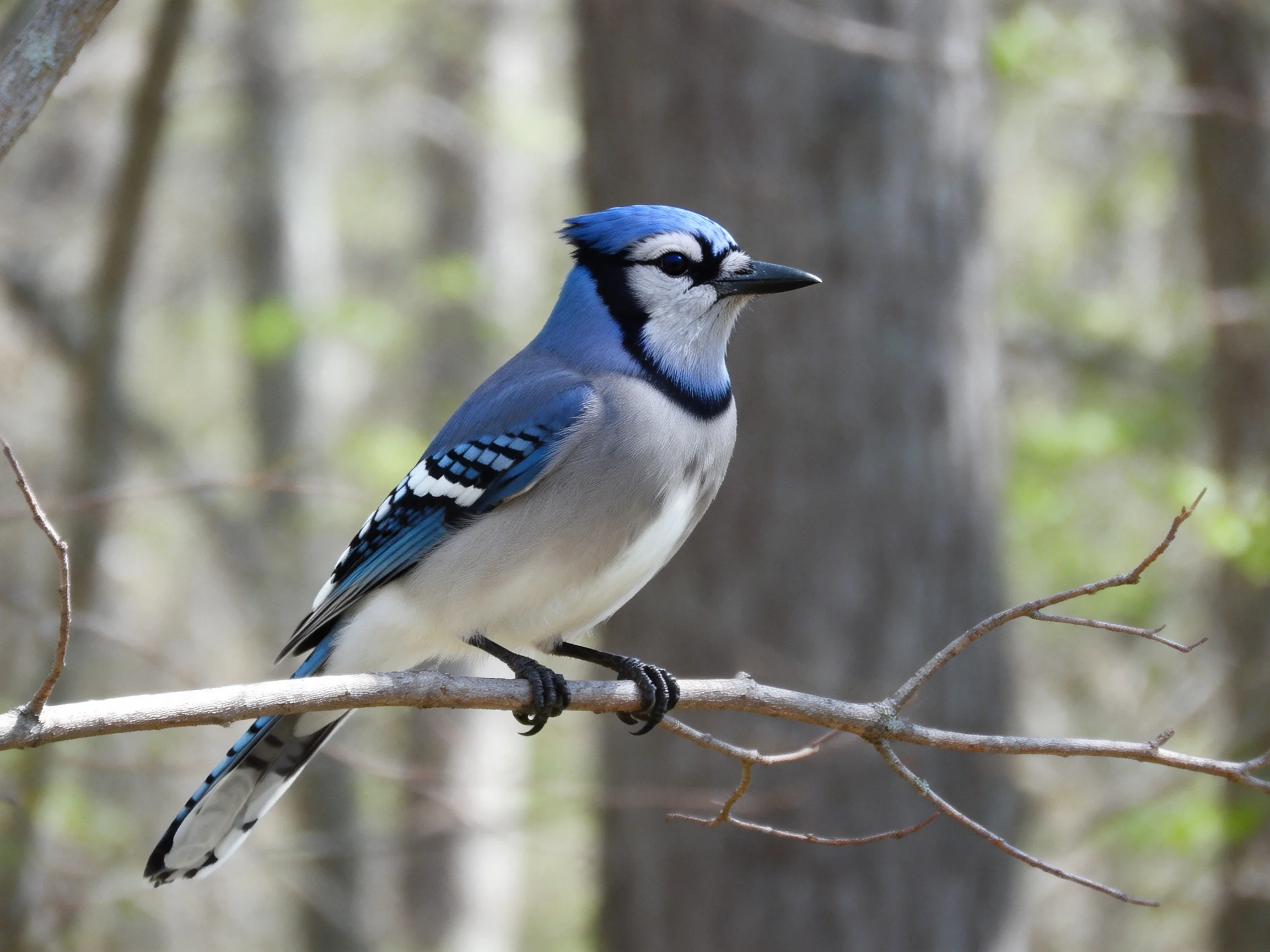 A blue jay with blue, gray, and white plumage perched on a branch