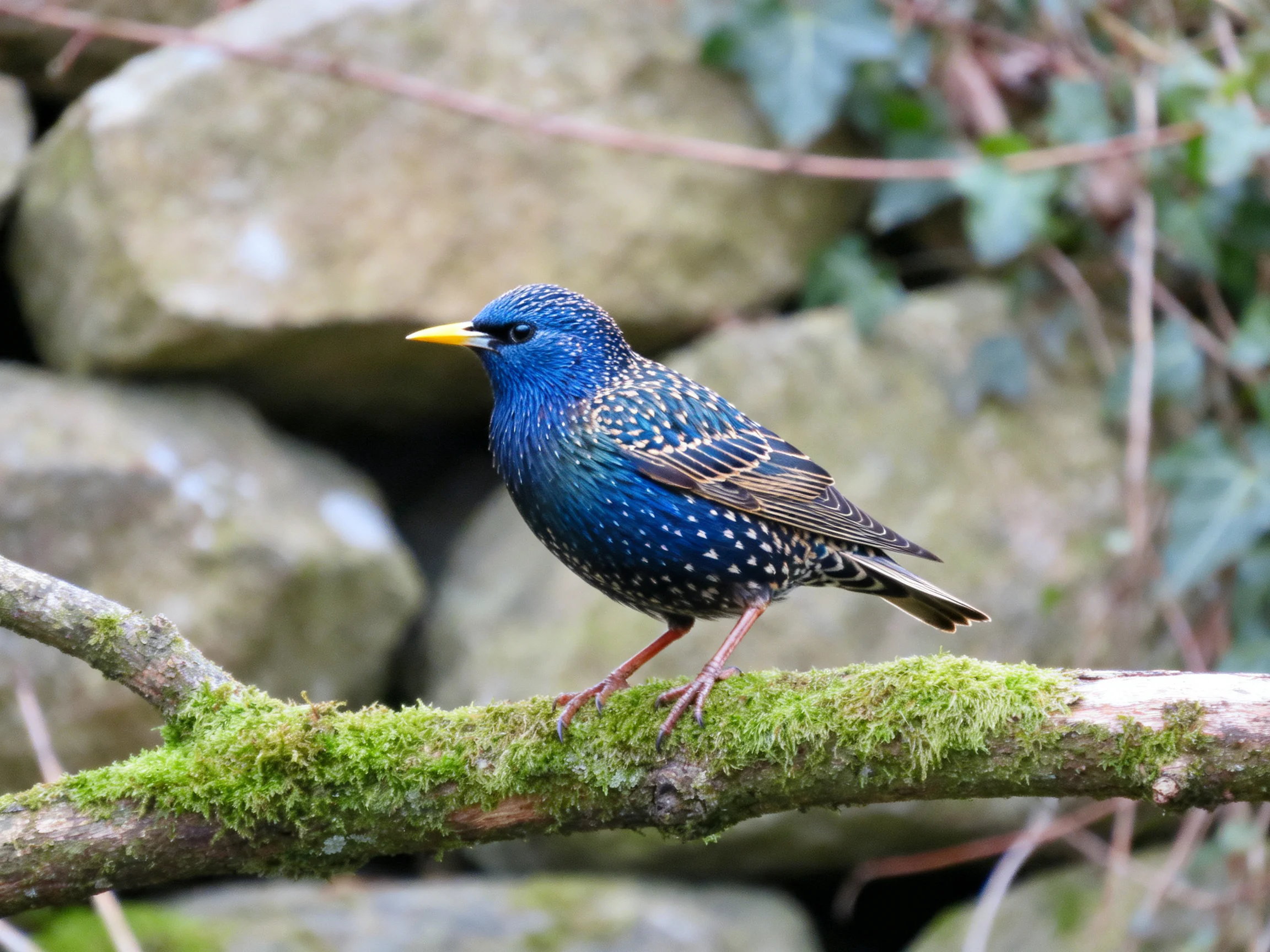 A blue-spotted starling perches on a mossy branch near large rocks