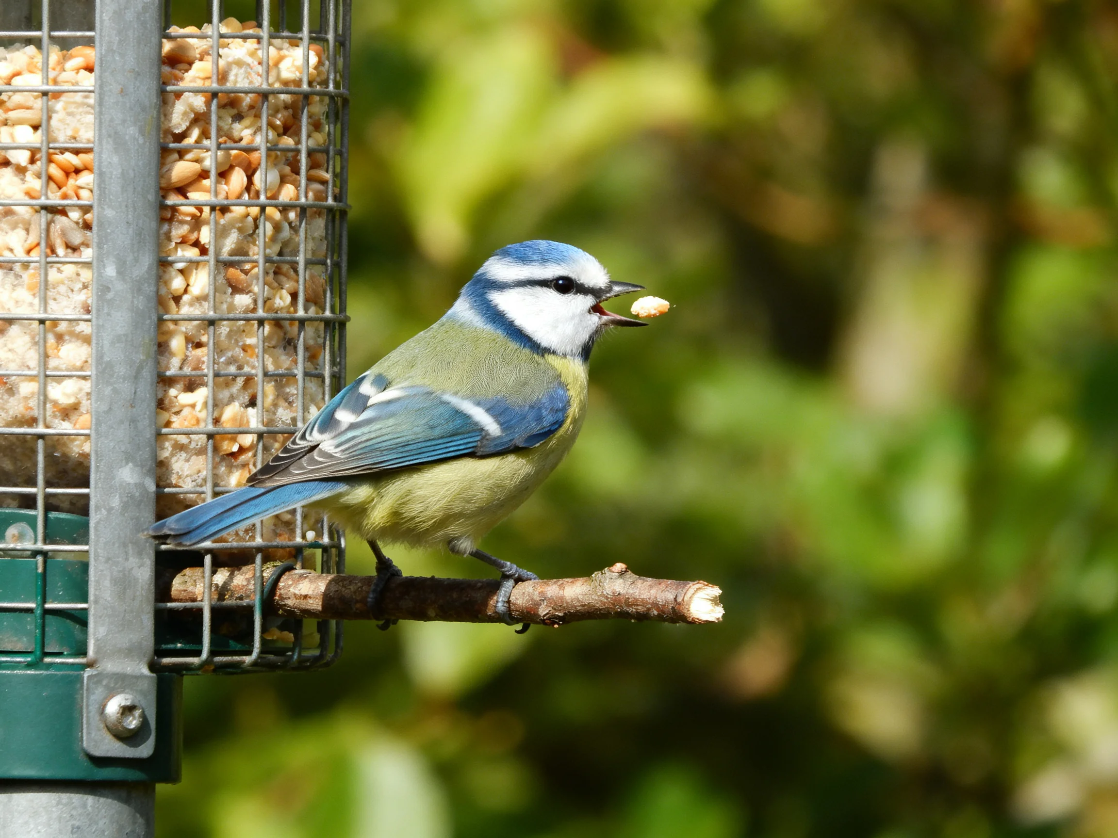A blue tit bird perched on a seed-filled feeder with green foliage