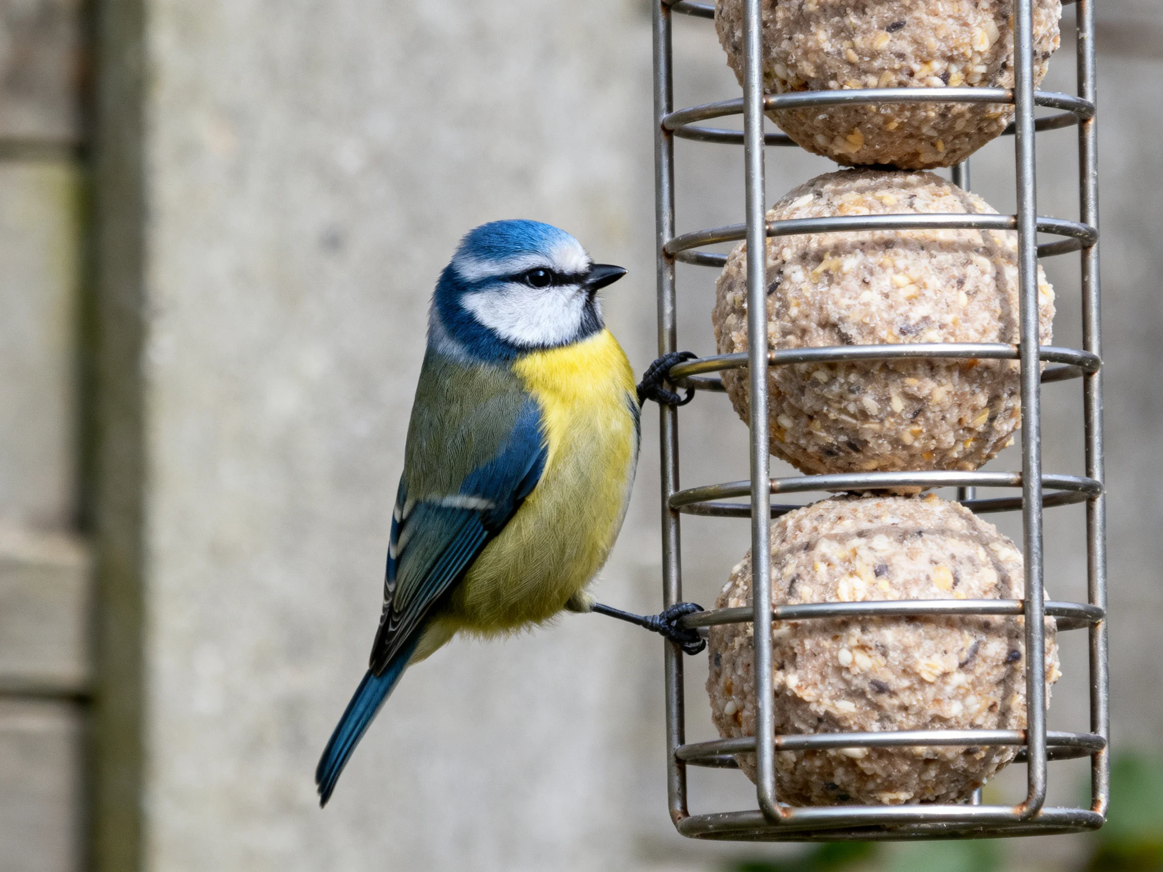 A blue tit perched beside a metal feeder with three suet balls