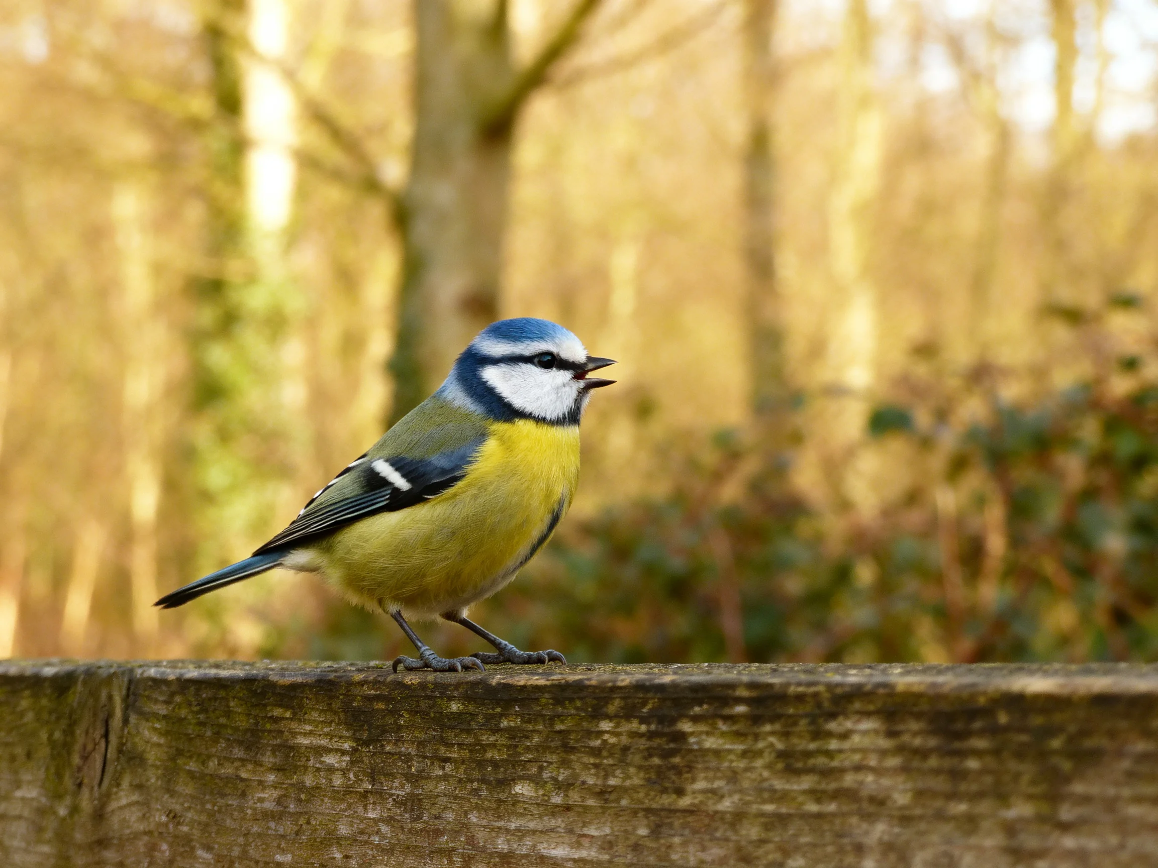 A blue tit perched on a weathered wooden fence in a sunlit forest