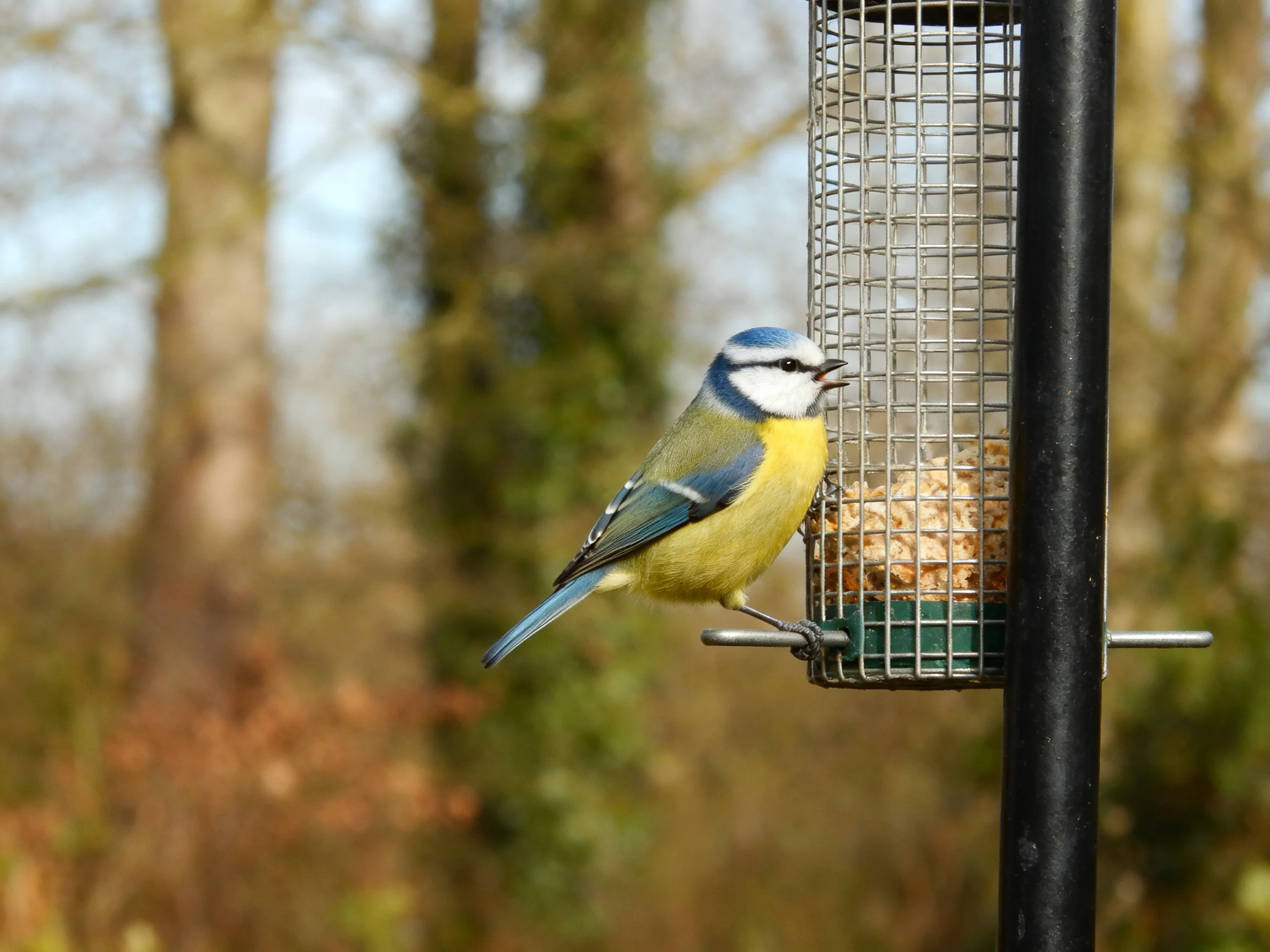 A blue tit perched on a wire bird feeder outdoors