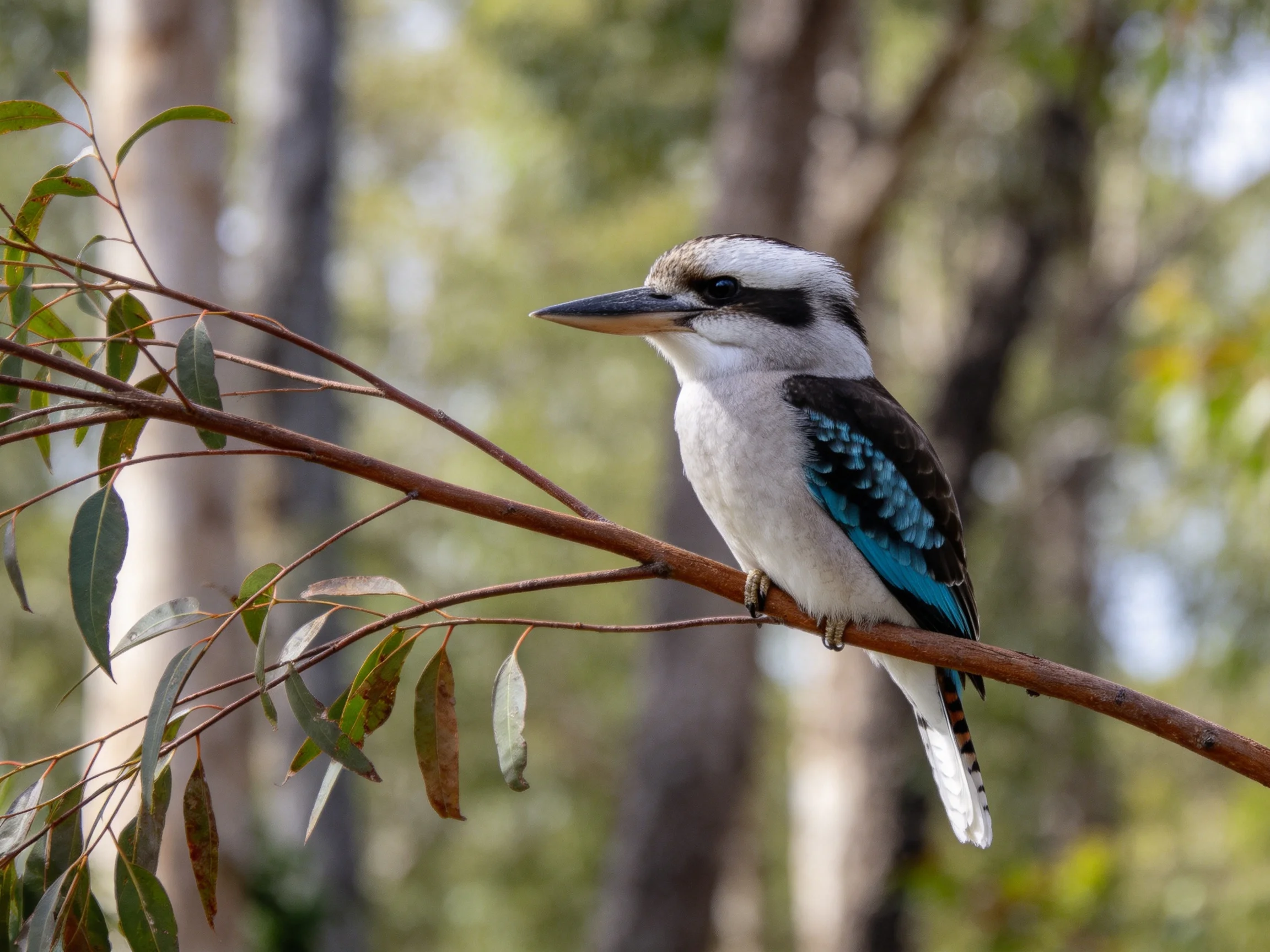 A blue, white, and black bird perched on a brown tree branch