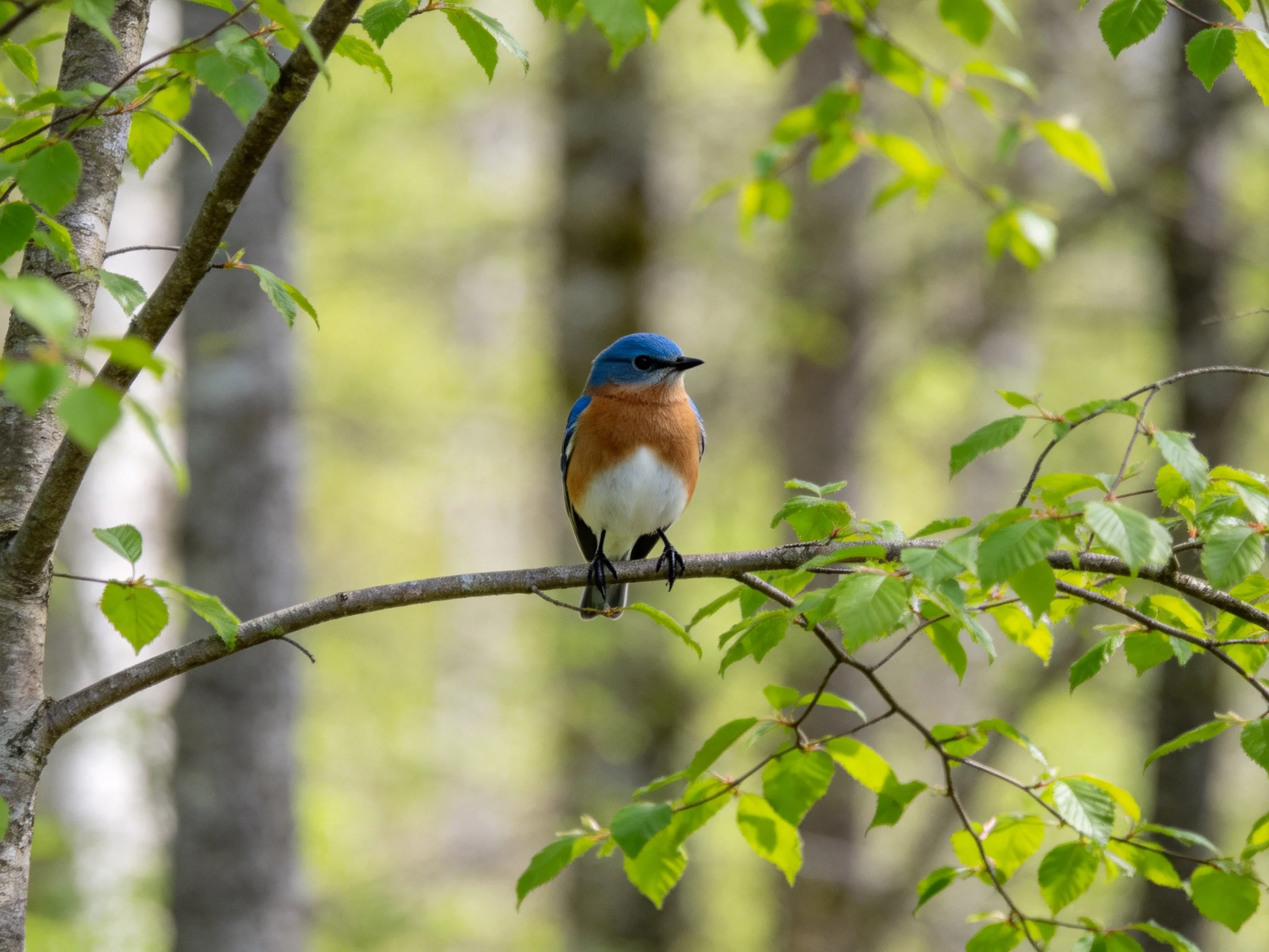 A bluebird perched on a tree branch amidst lush green foliage