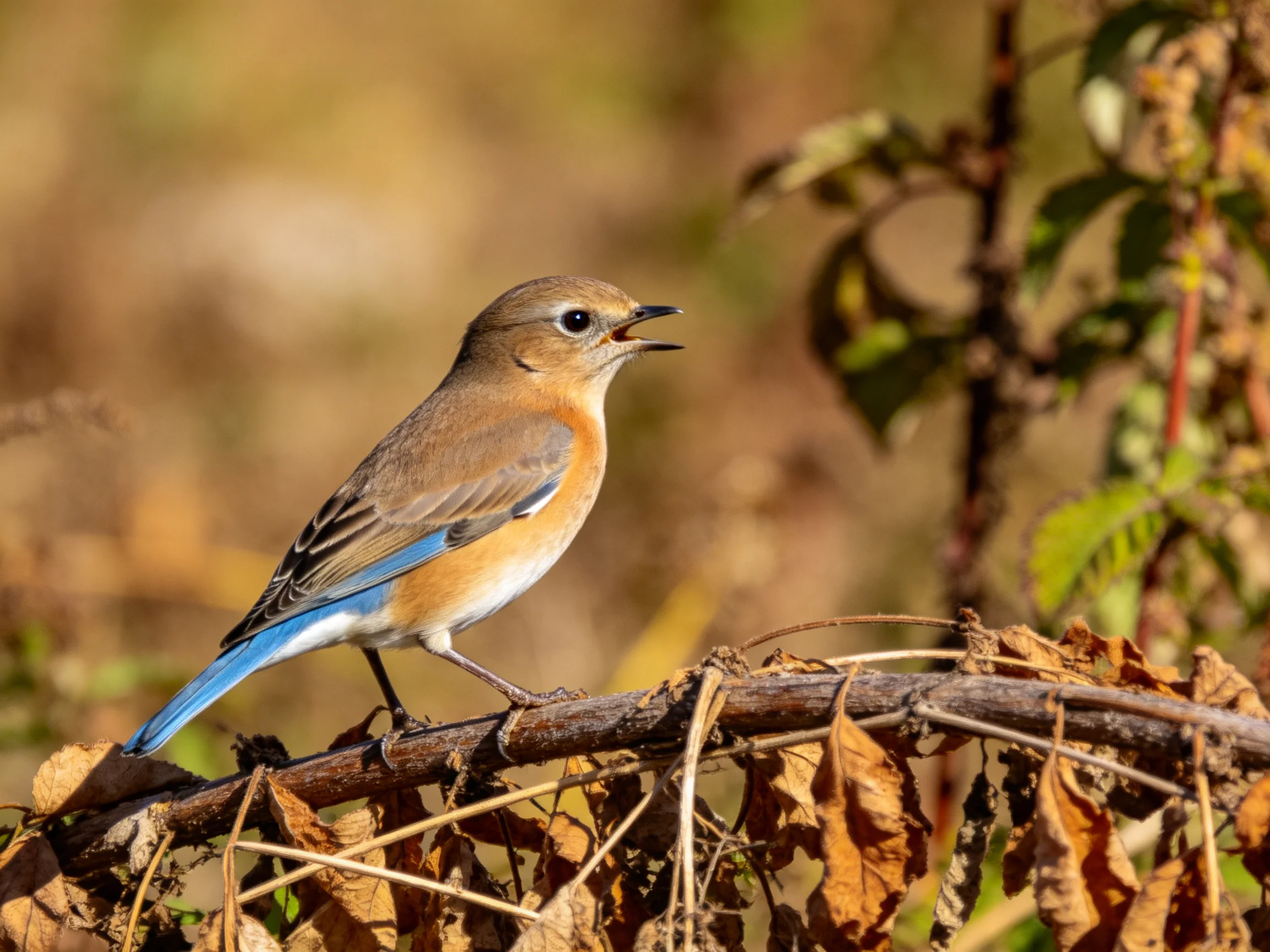 A bluebird perched on autumnal branches with warm natural lighting