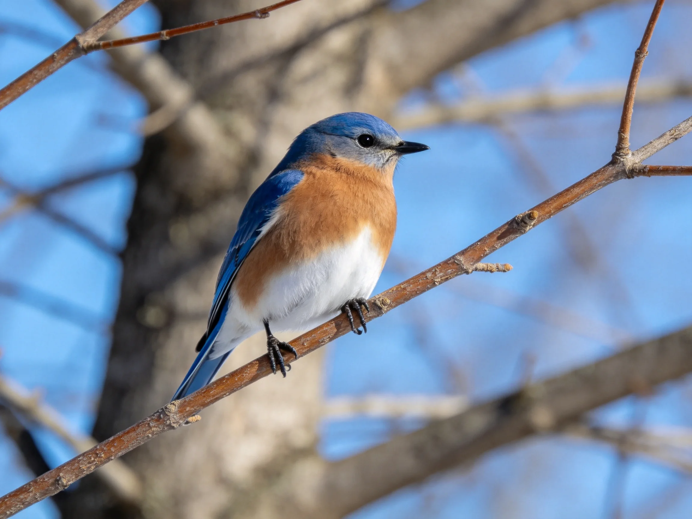 A bluebird with blue, rust, and white plumage perches on a bare tree branch