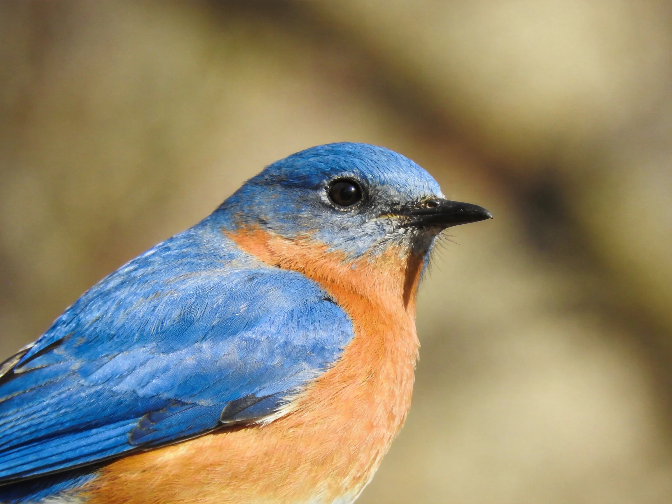 A bluebird with vibrant blue and rust-colored plumage