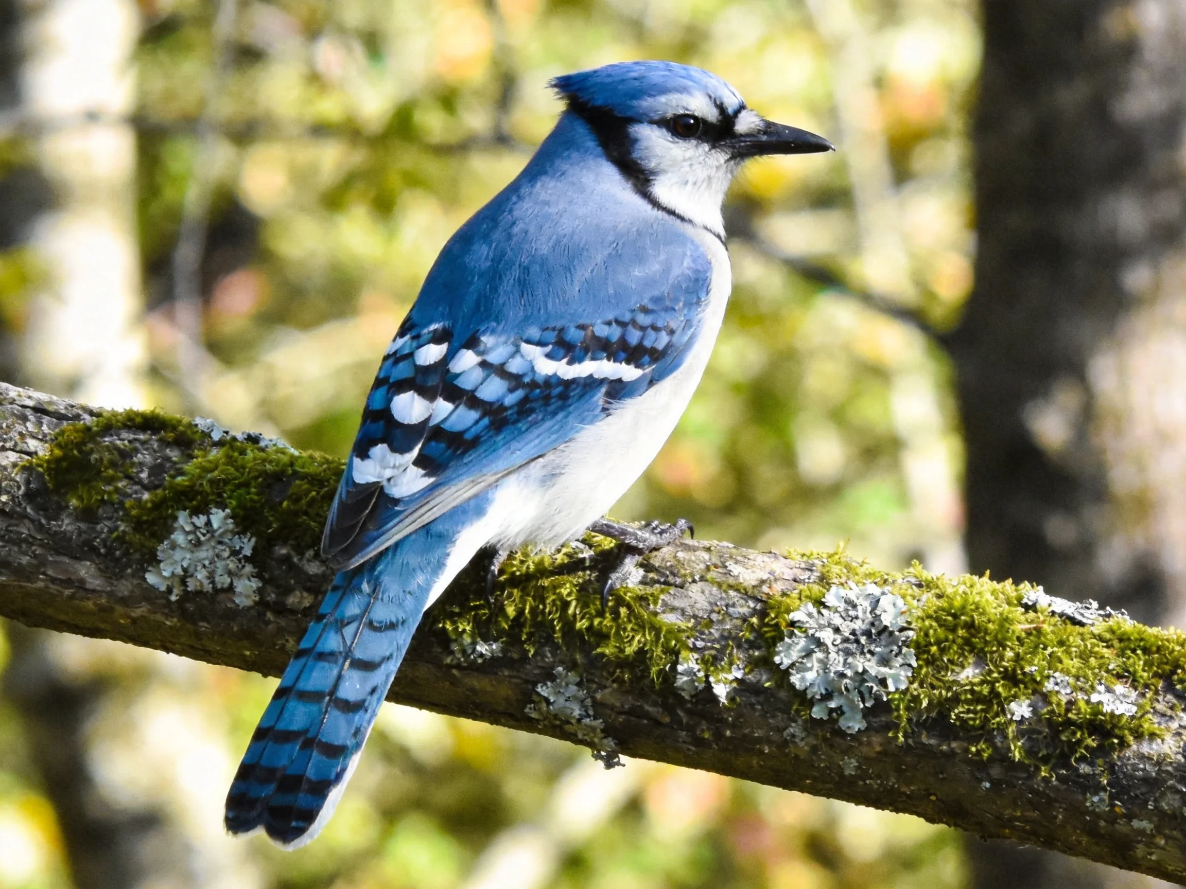 A bright blue jay perches on a mossy, lichen-covered branch