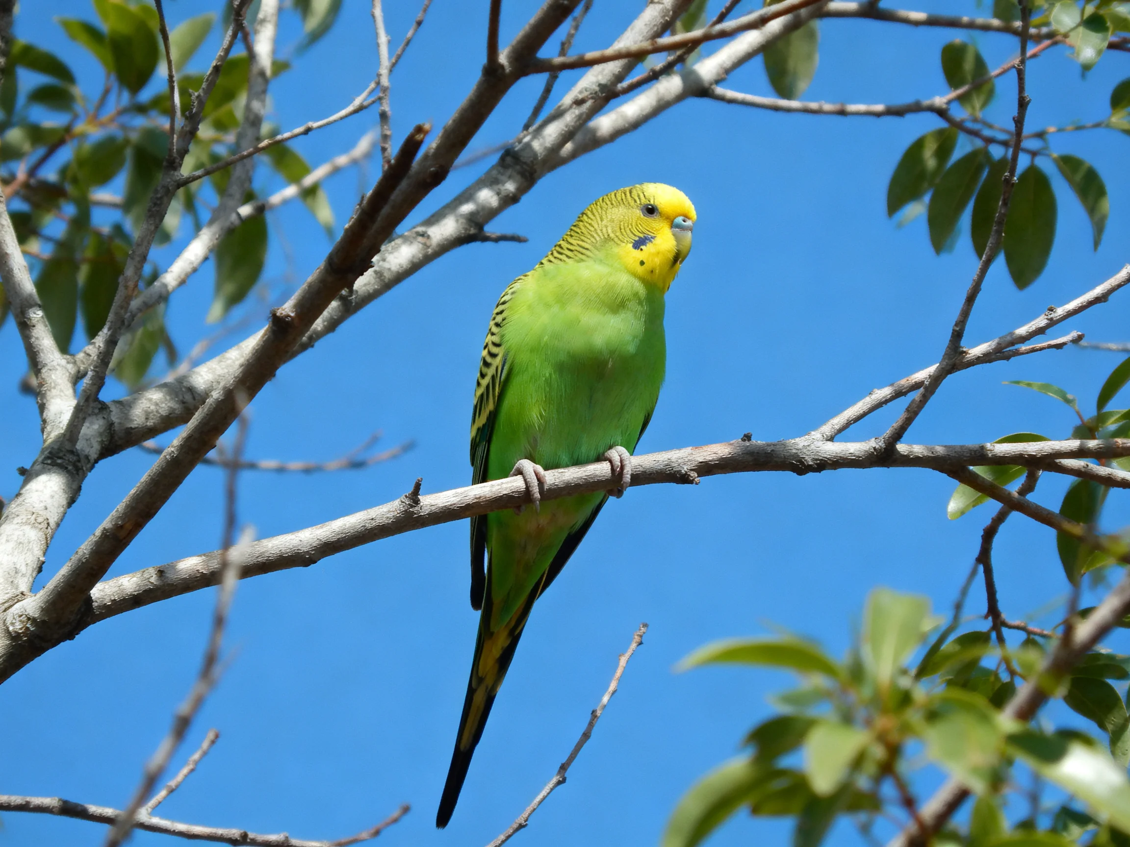 A bright green parakeet with yellow head perches on a tree branch