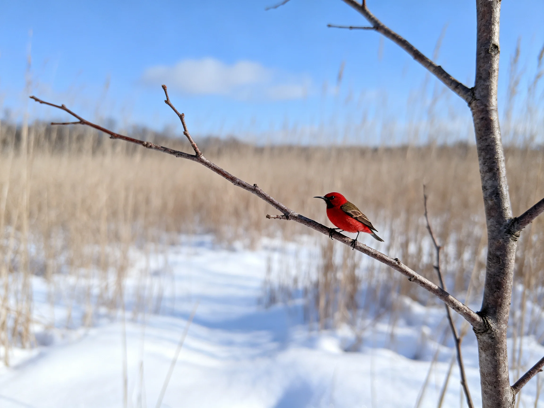 A bright red bird perches on a snow-dusted branch