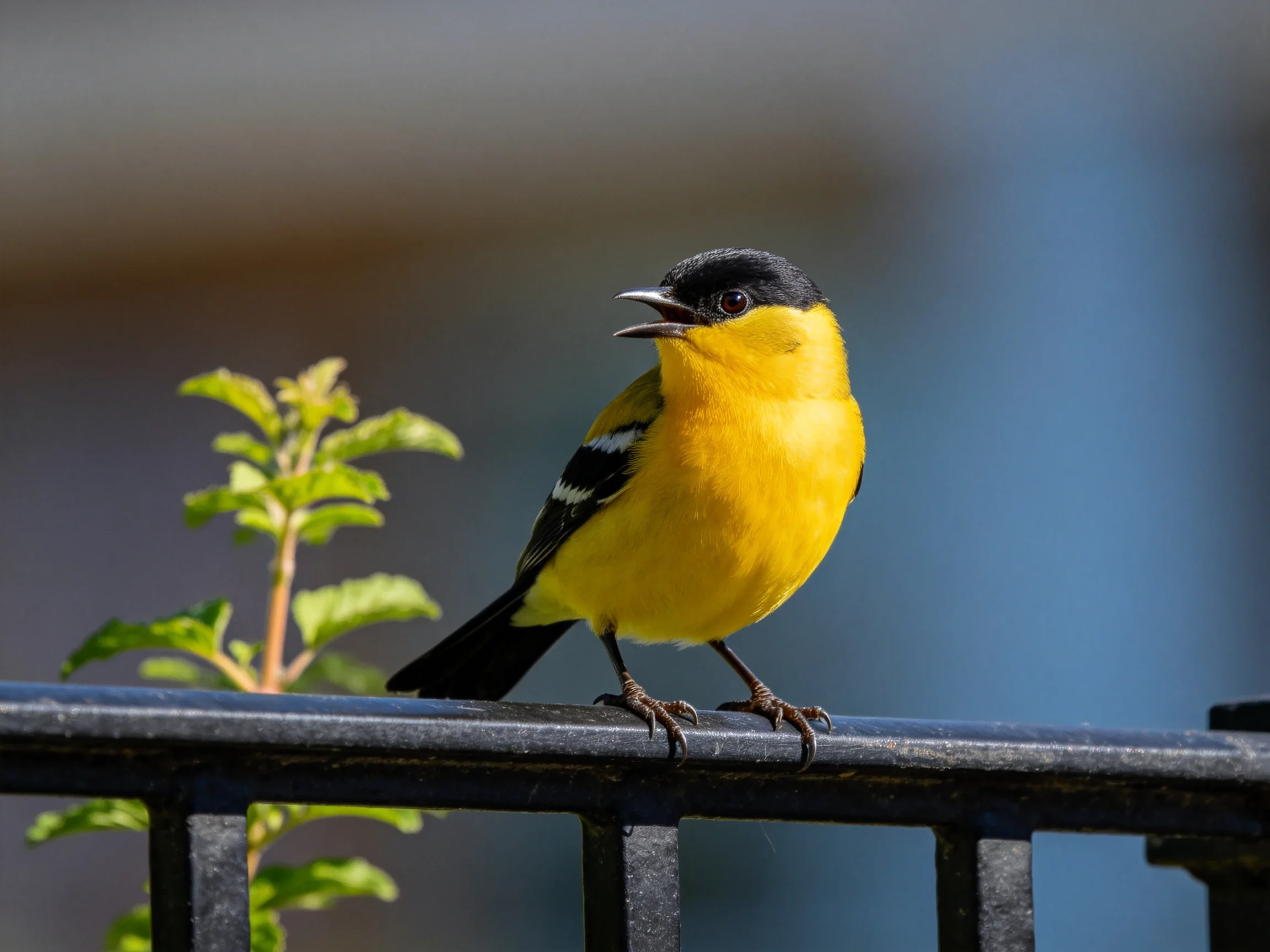 A vibrantly colored yellow and black bird sits on a dark fence near greenery.